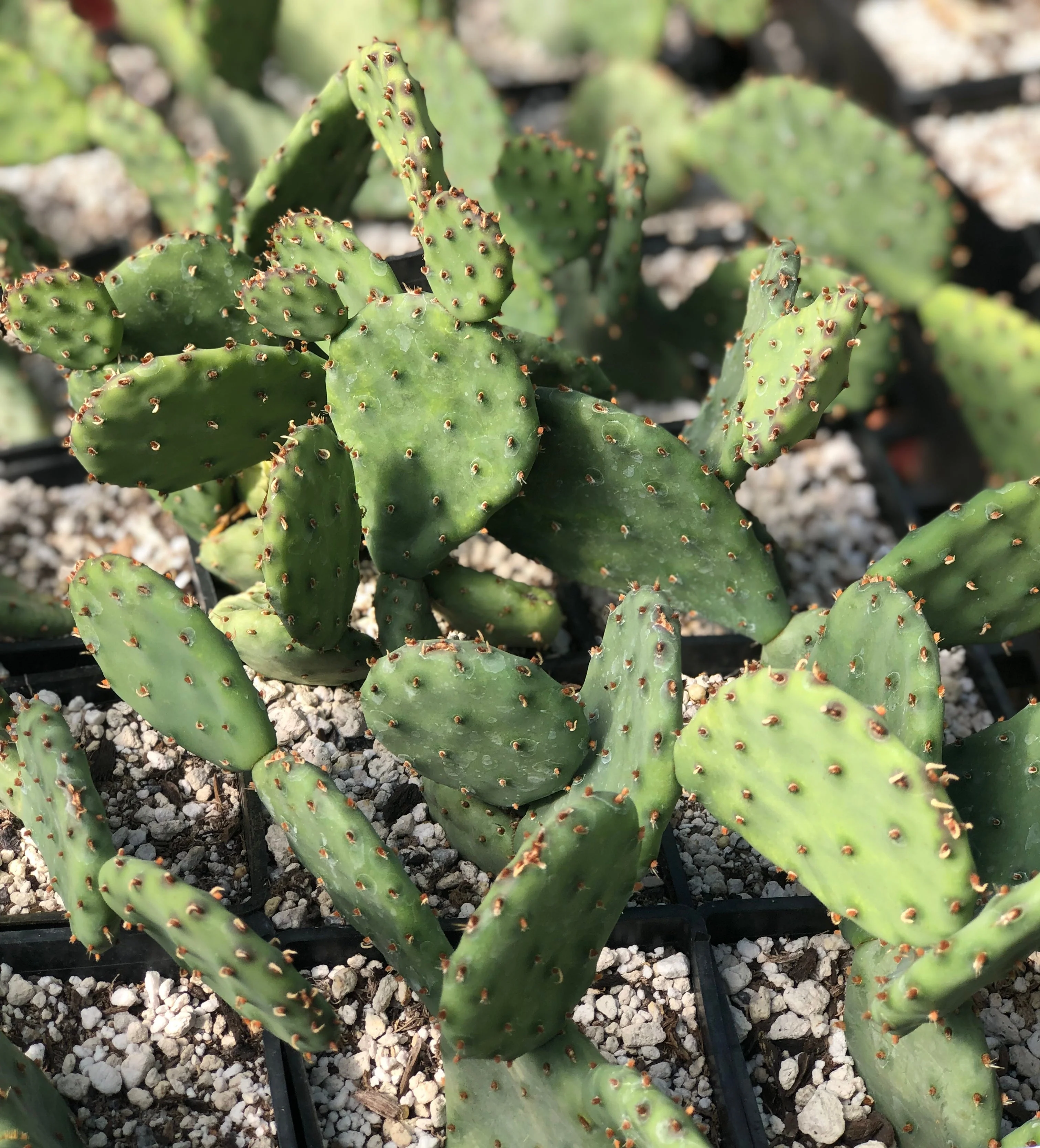 *RETAIL - Opuntia humifusa x macrorhiza - Image 2