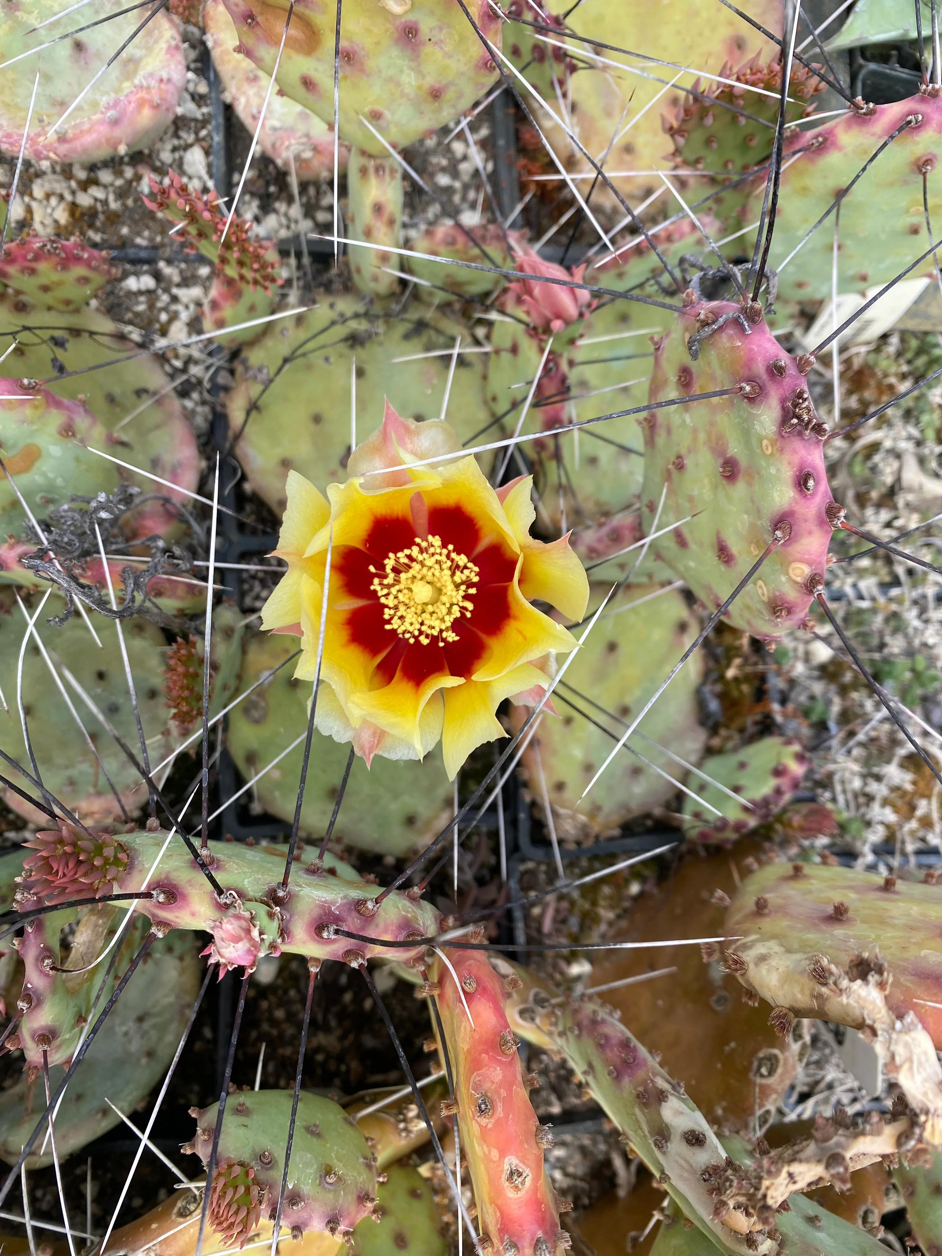 *RETAIL - Opuntia macrocentra [Linda Callahan]