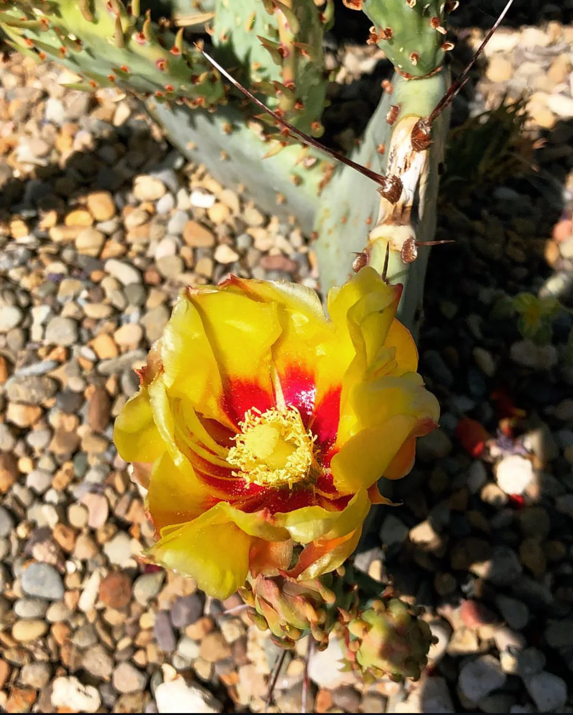 *RETAIL - Opuntia macrocentra [Linda Callahan] - Image 2