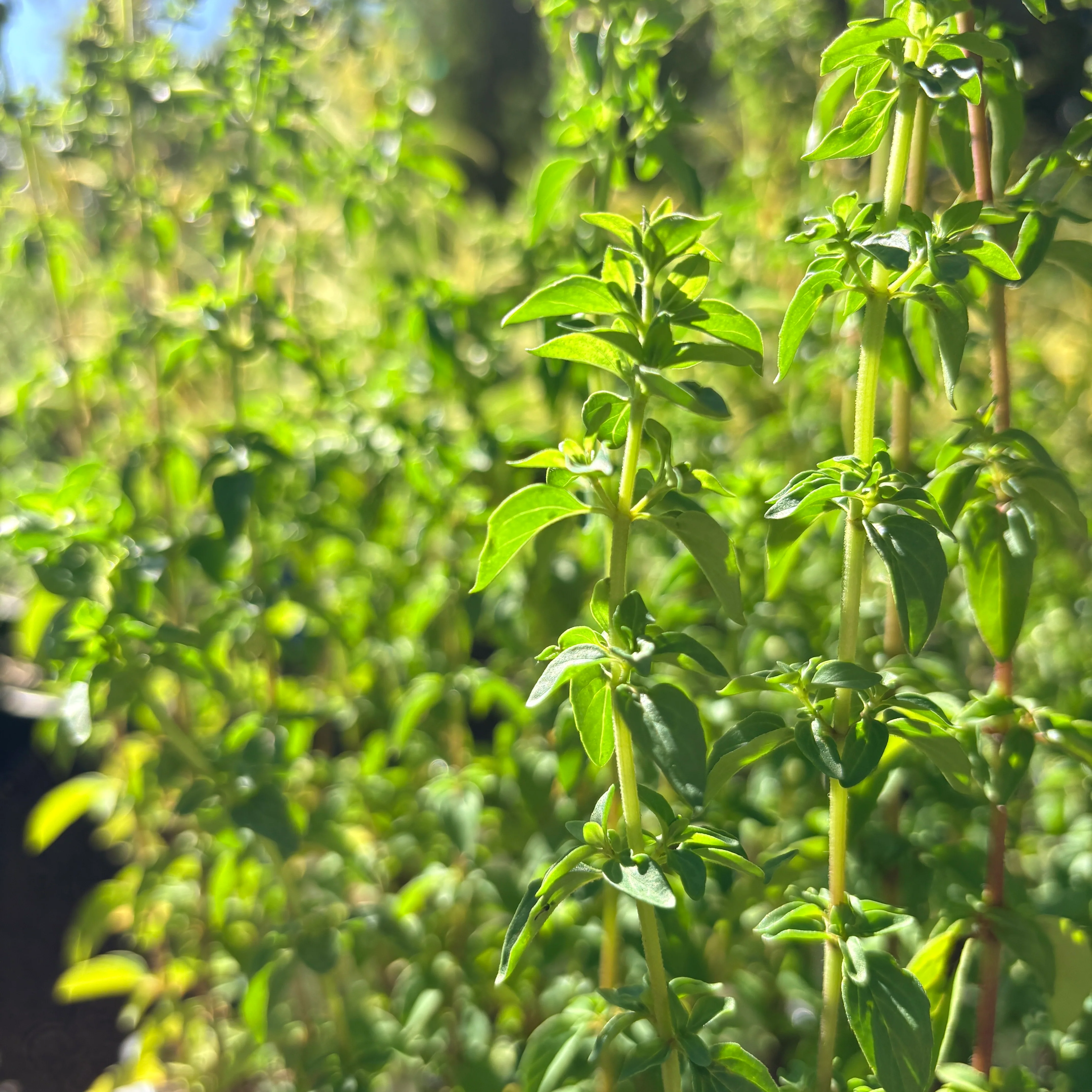*RETAIL - Origanum vulgare ssp. gracile - Image 2