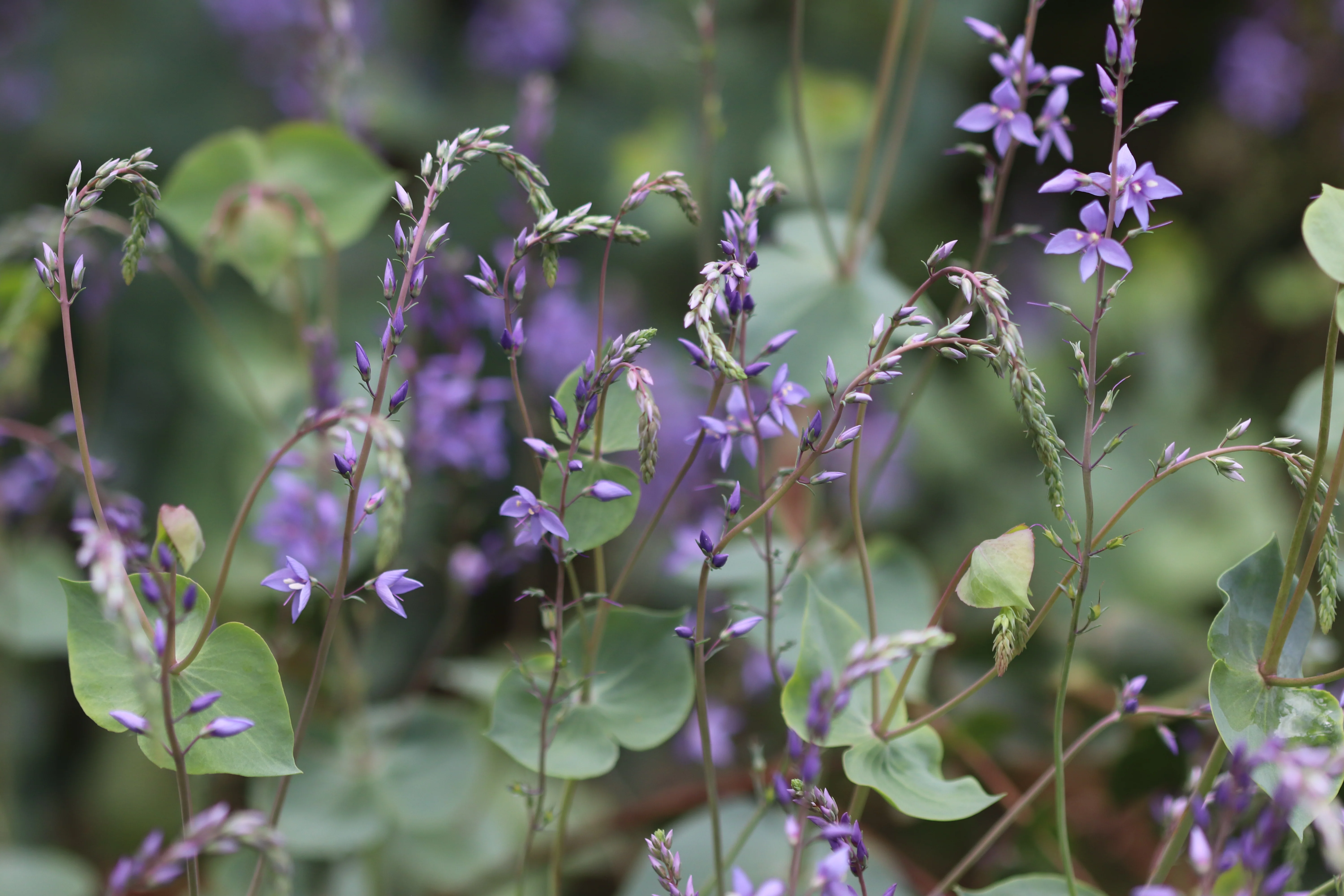 *RETAIL - Parahebe perfoliata