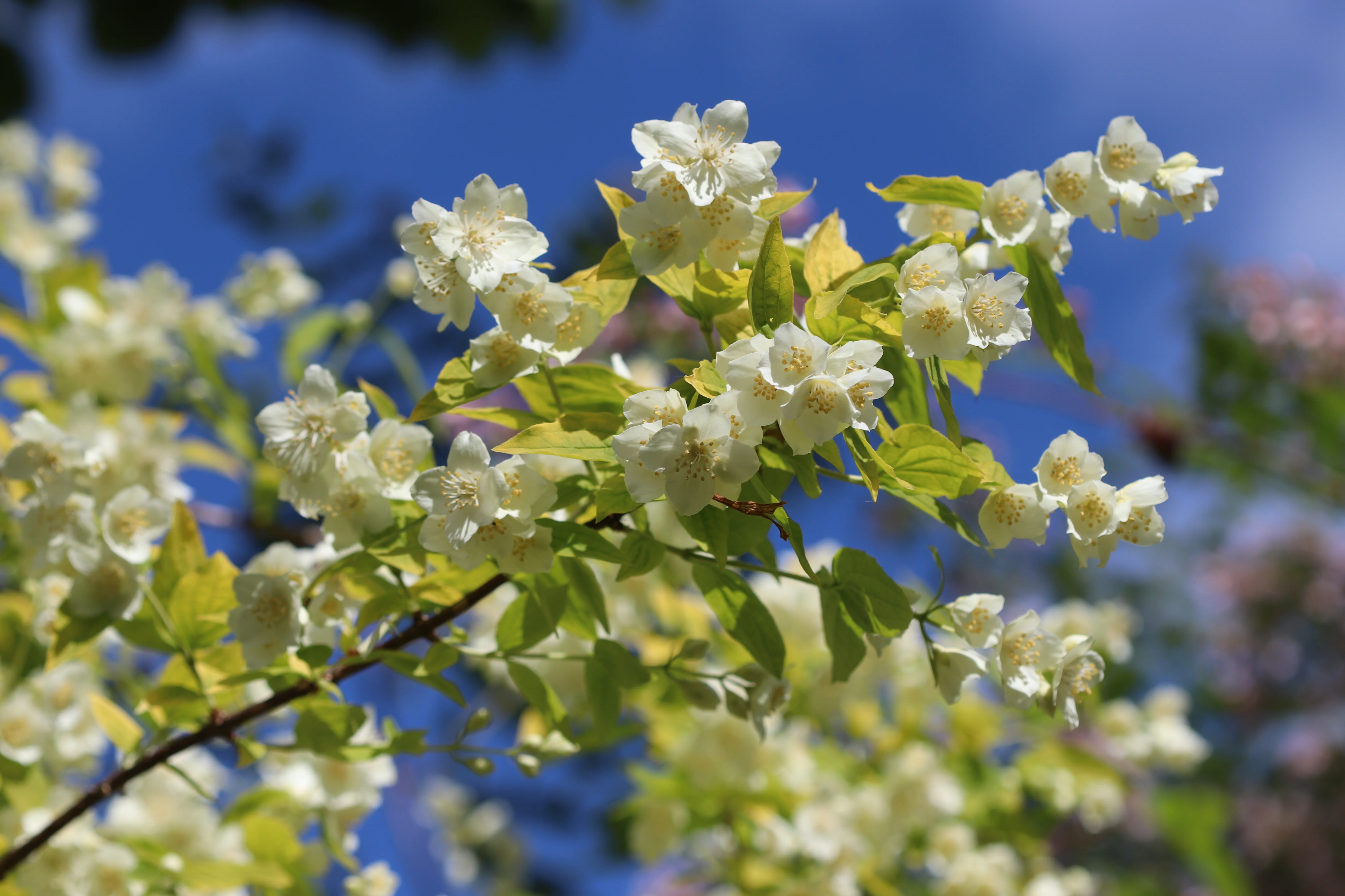 *RETAIL - Philadelphus coronarius 'Aureus' - Image 2