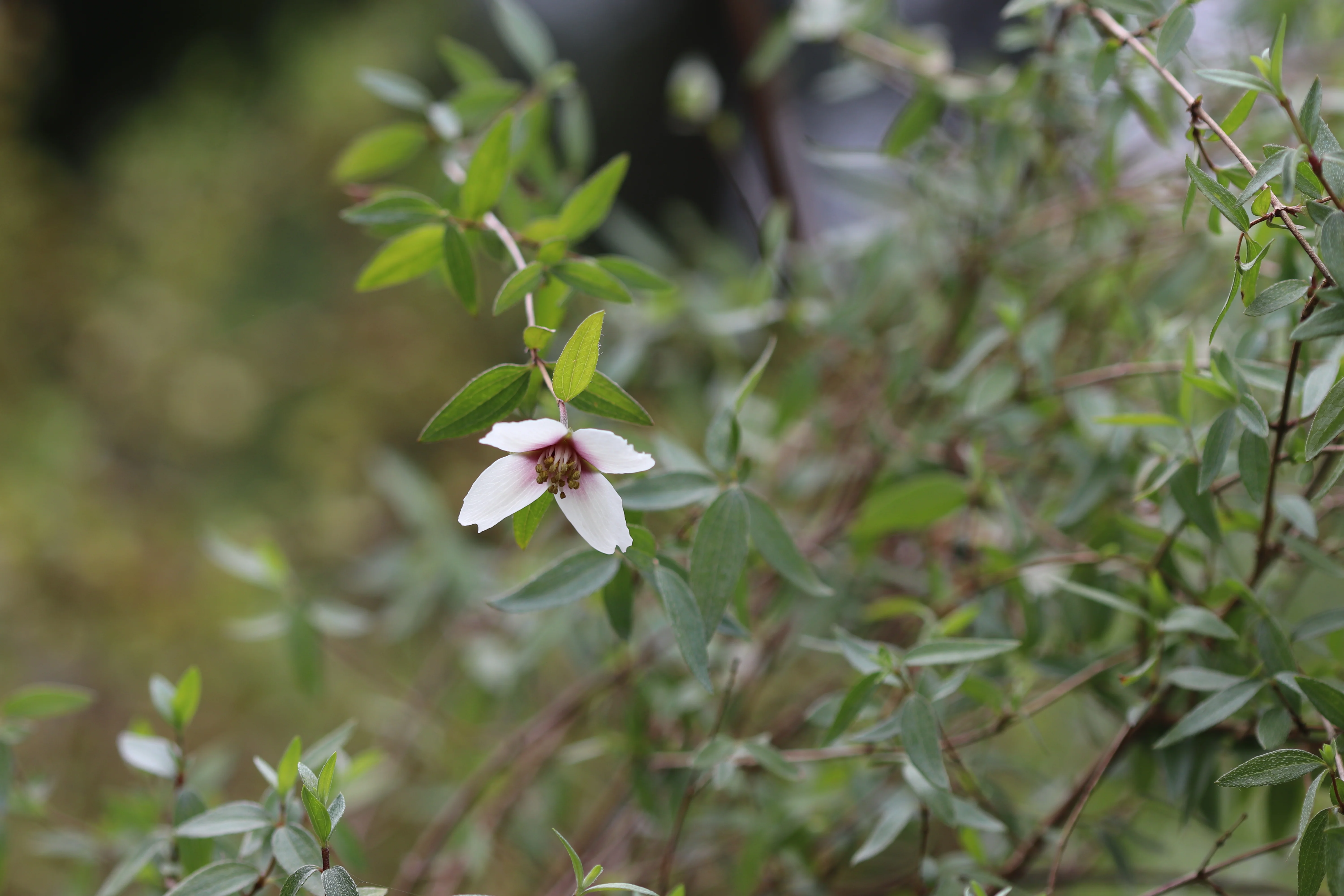 *RETAIL - Philadelphus madrensis