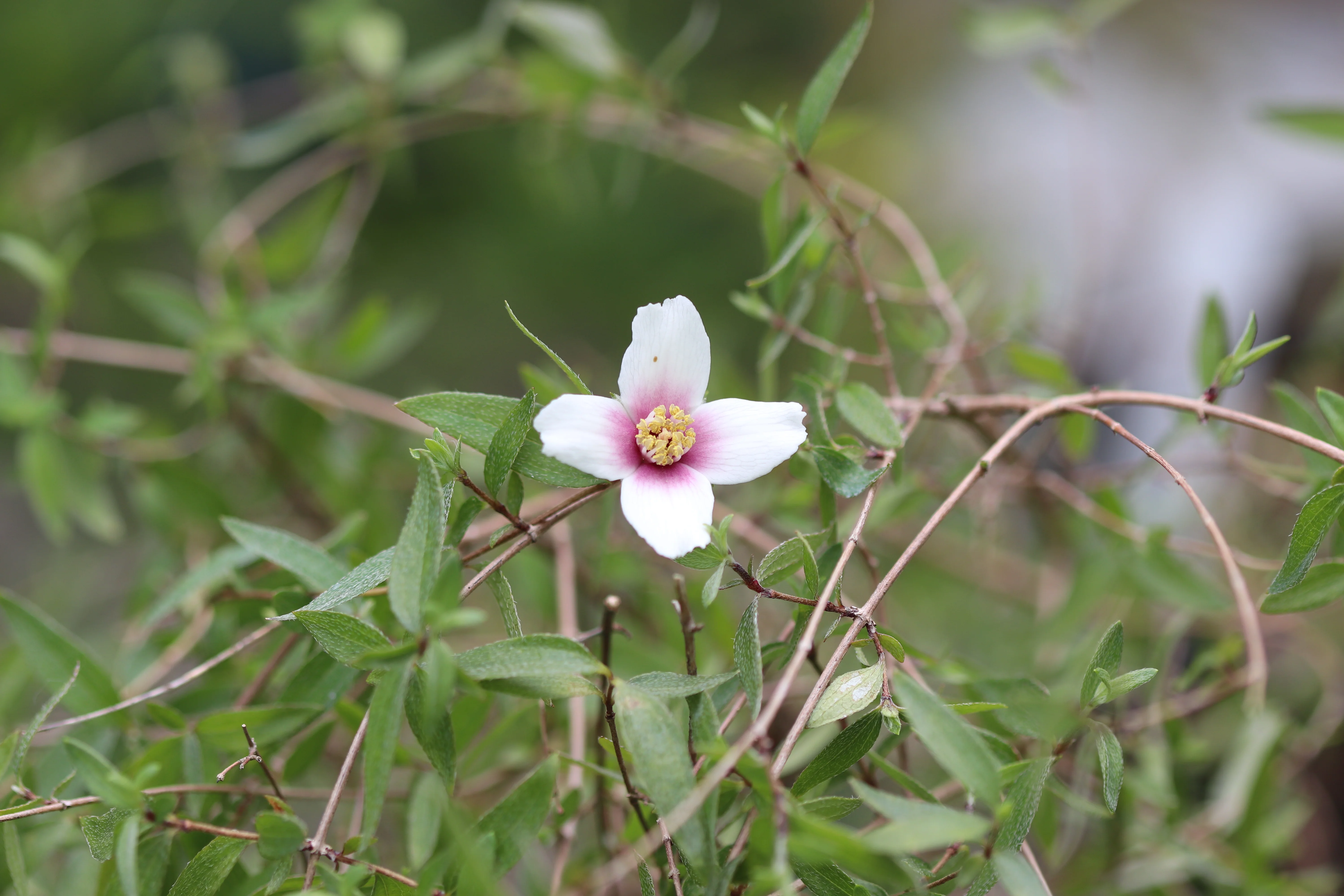 *RETAIL - Philadelphus madrensis - Image 2
