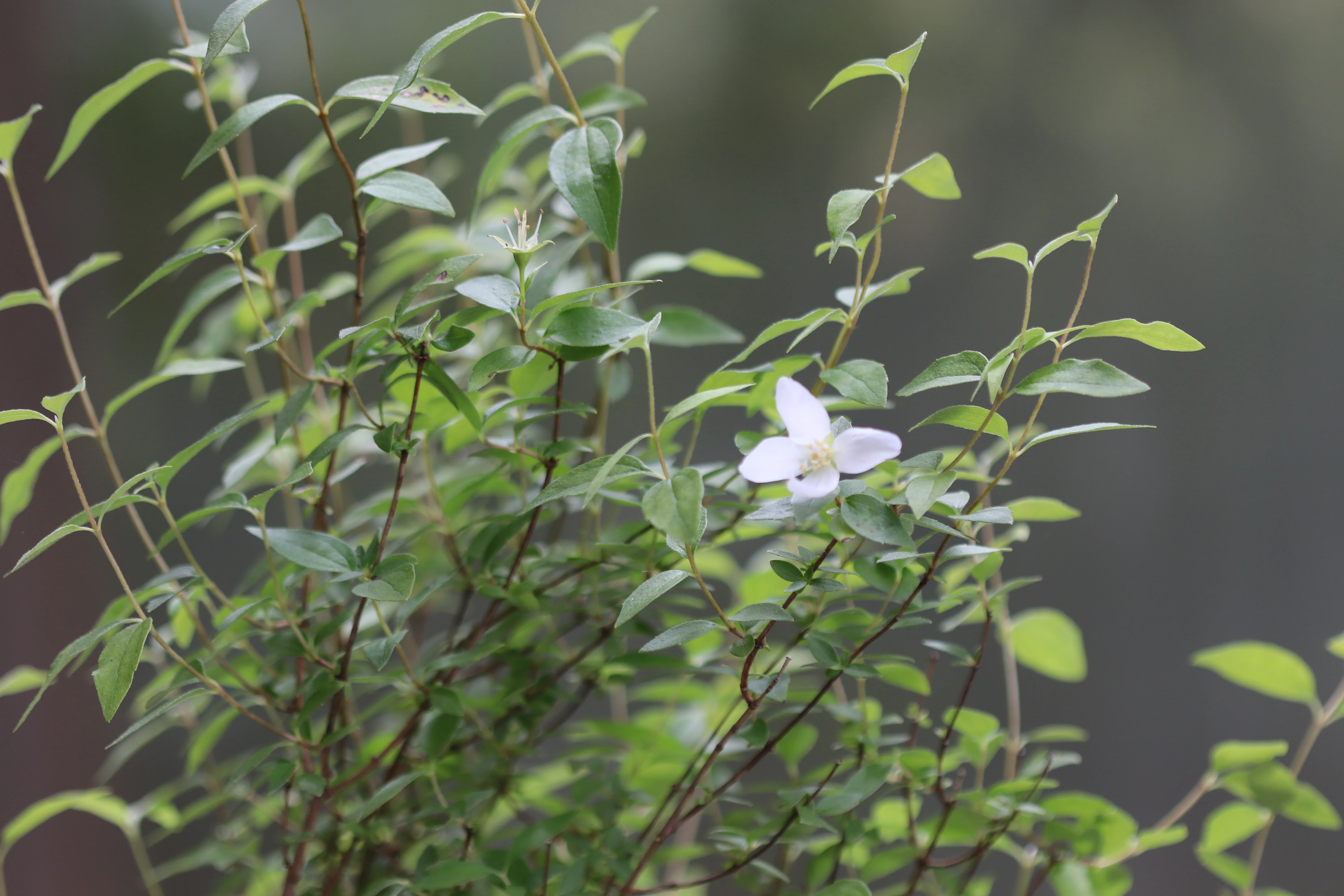 *RETAIL - Philadelphus microphyllus 'Desert Snow' - Image 2