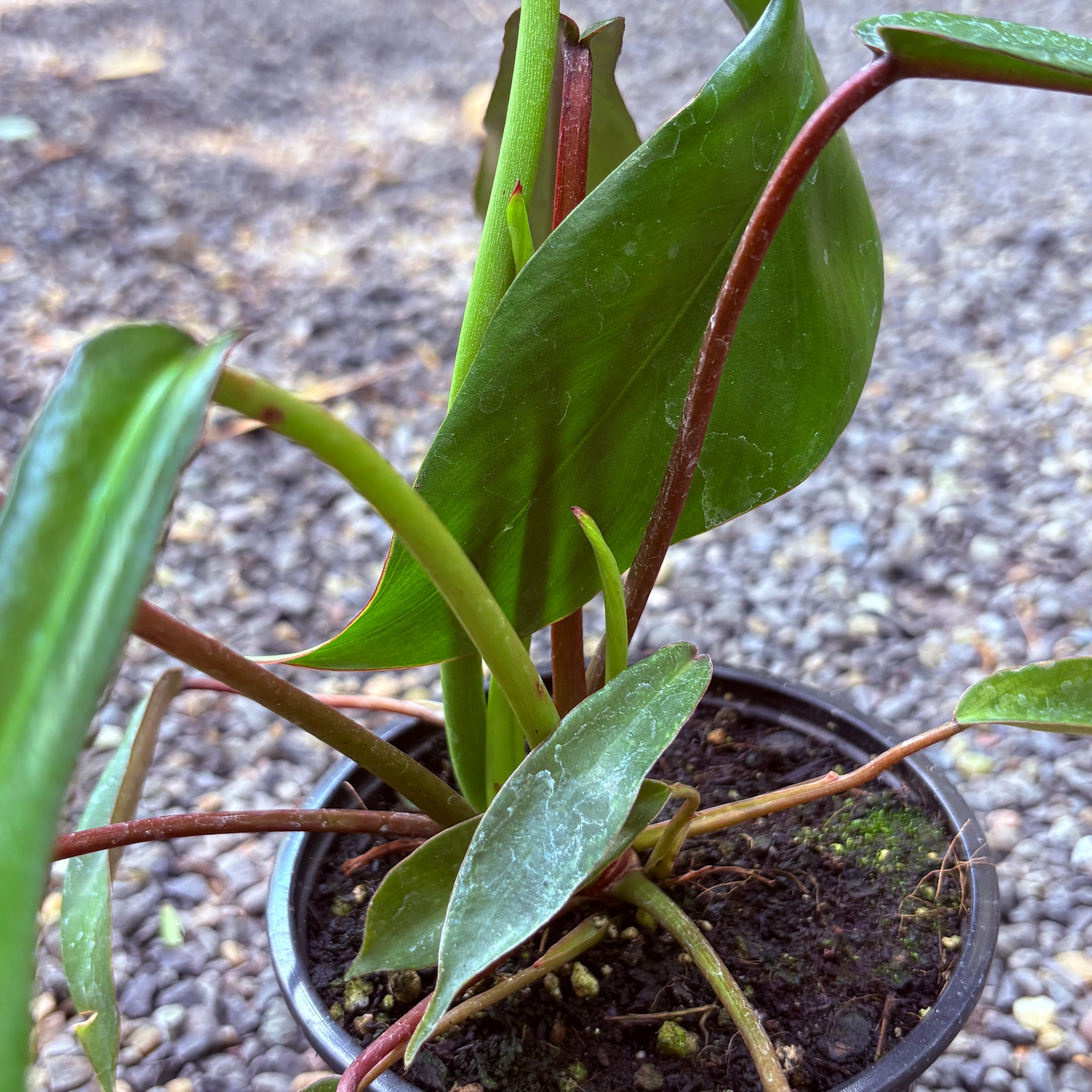 *RETAIL - Philodendron x joepii - Image 2