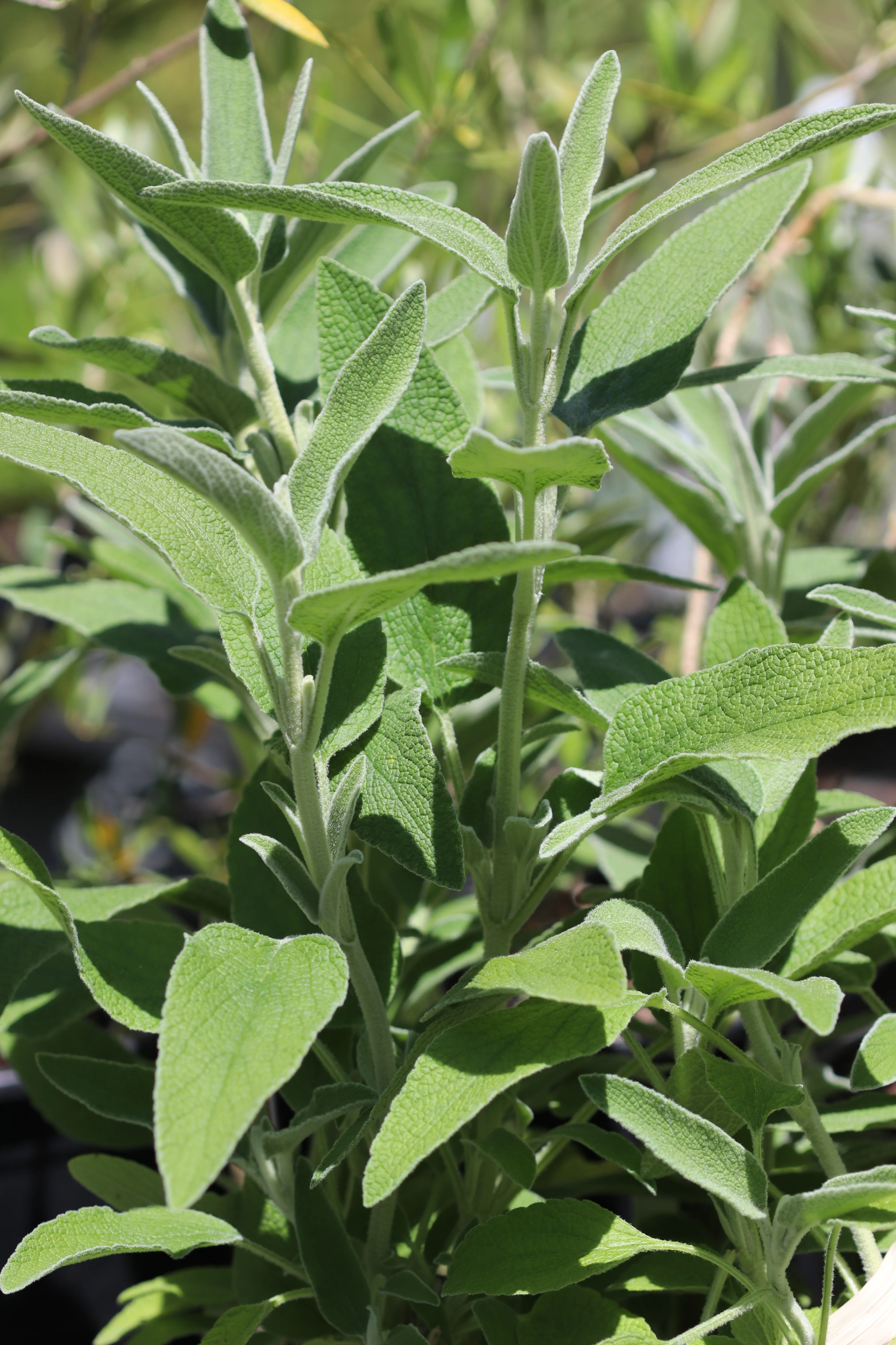 *RETAIL - Phlomis fruticosa - Image 3
