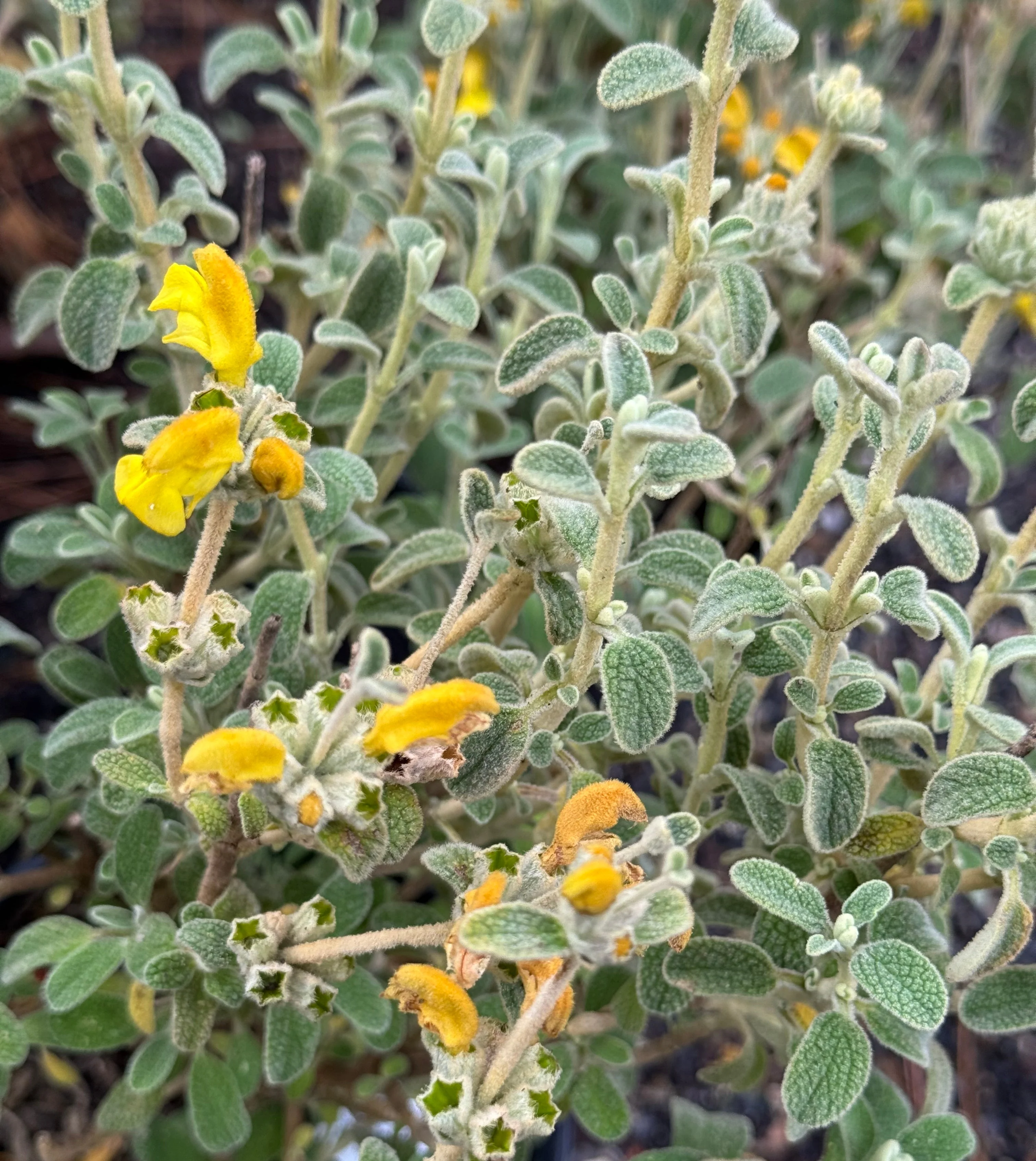 *RETAIL - Phlomis lantana