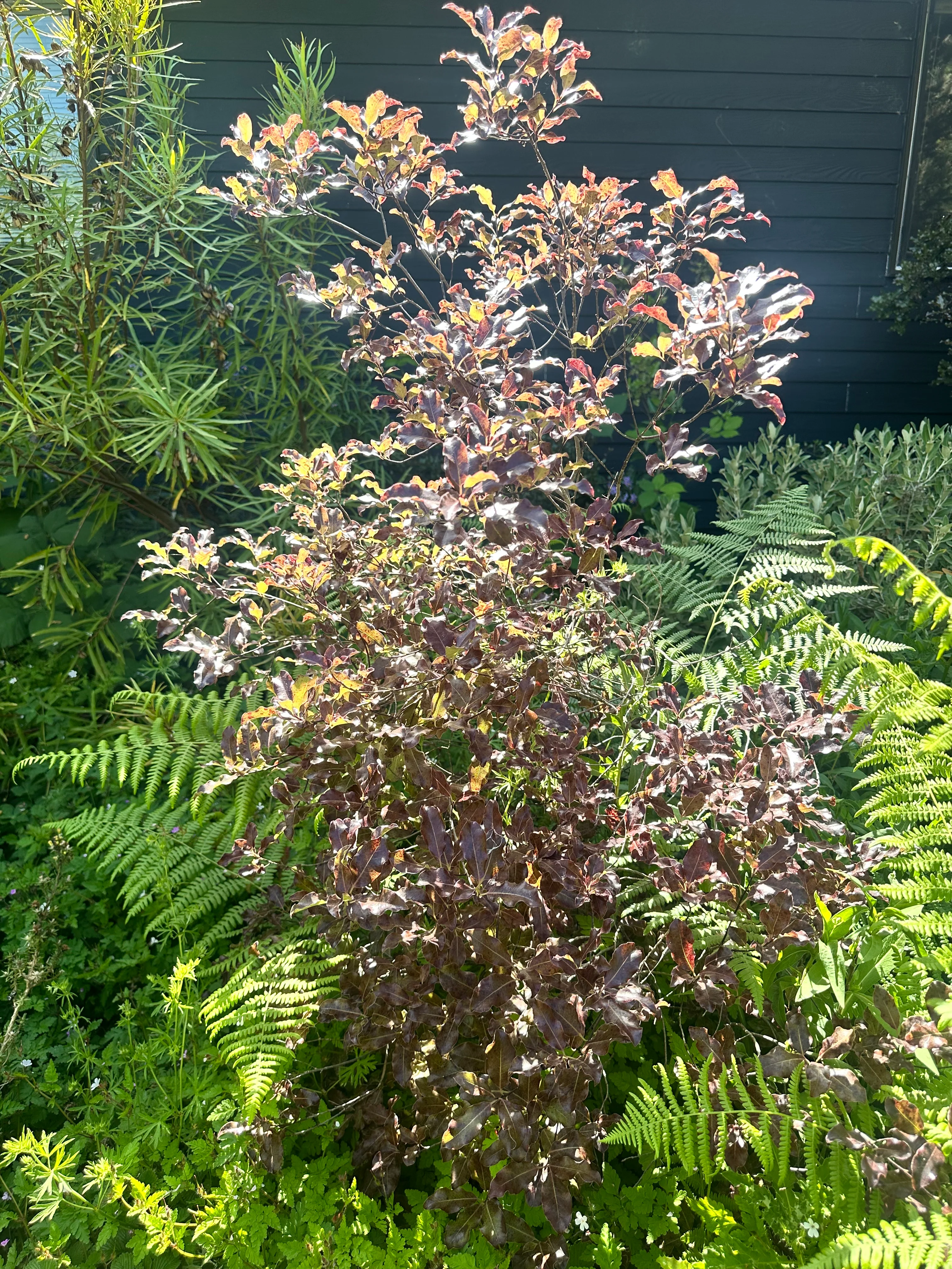 *RETAIL - Pittosporum tenuifolium 'Atropurpureum' - Image 2