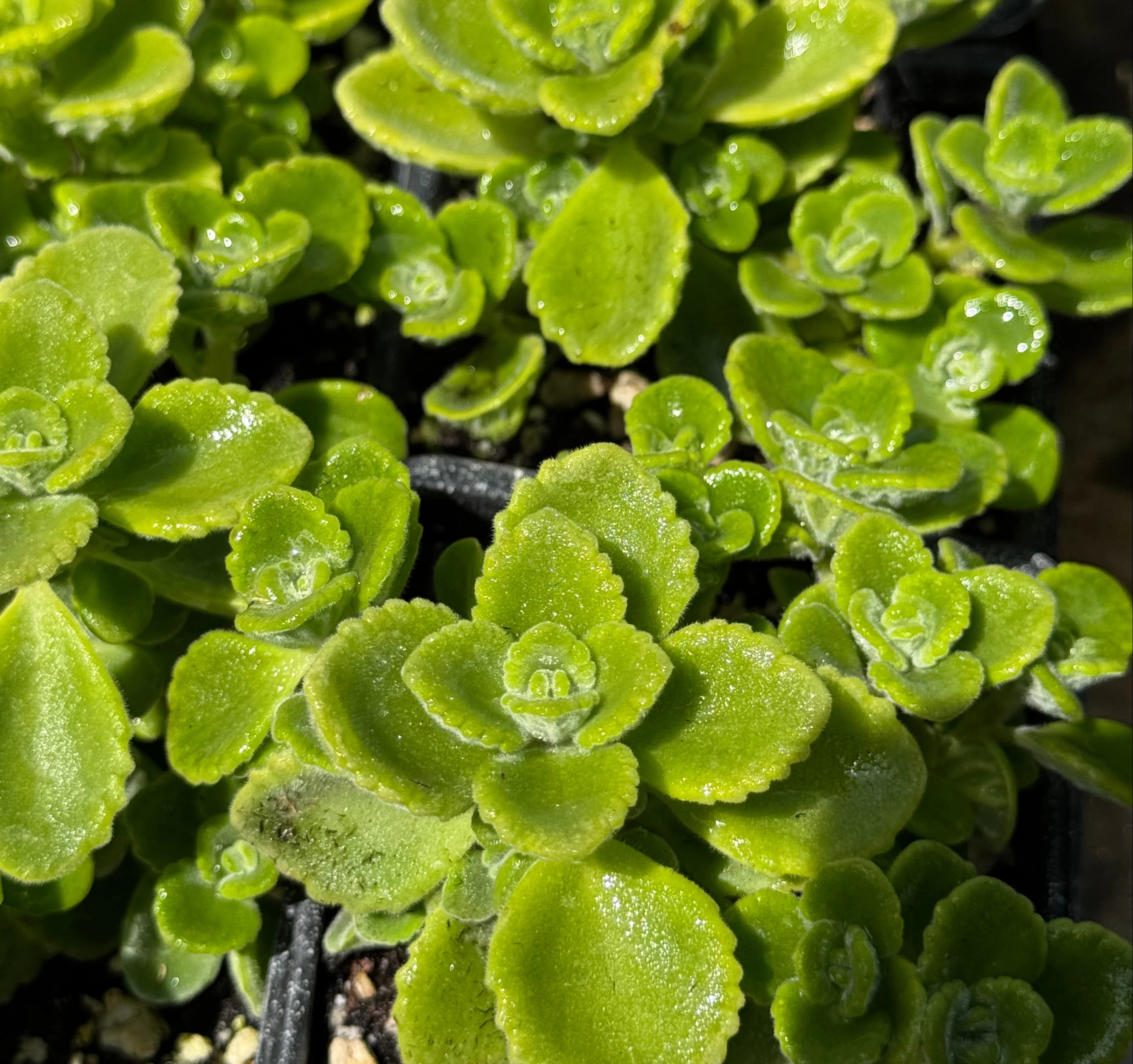 *RETAIL - Plectranthus amboinicus