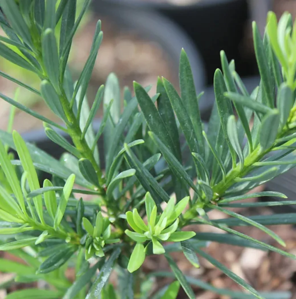 *RETAIL - Podocarpus macrophyllus