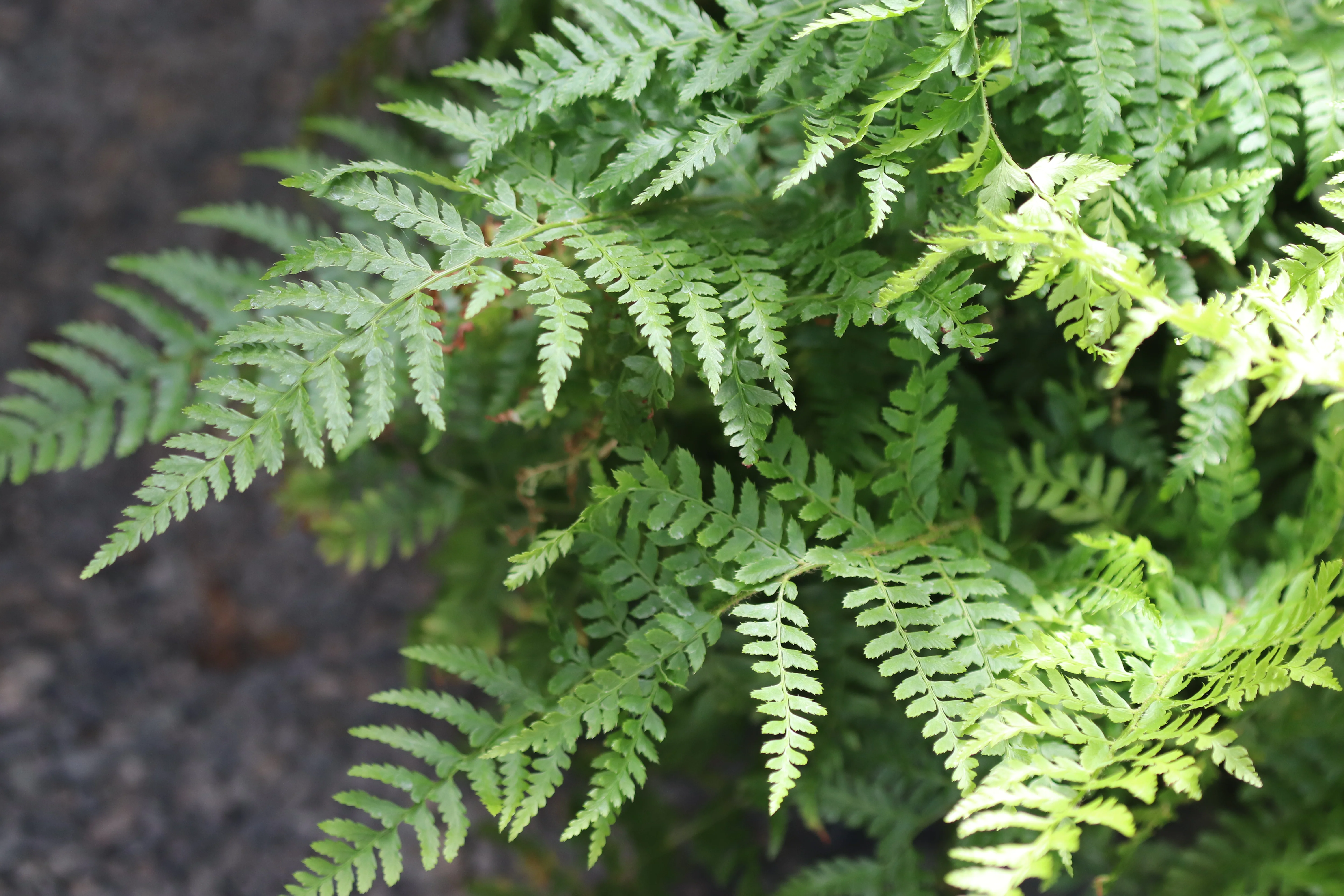 *RETAIL - Polystichum braunii - Image 3