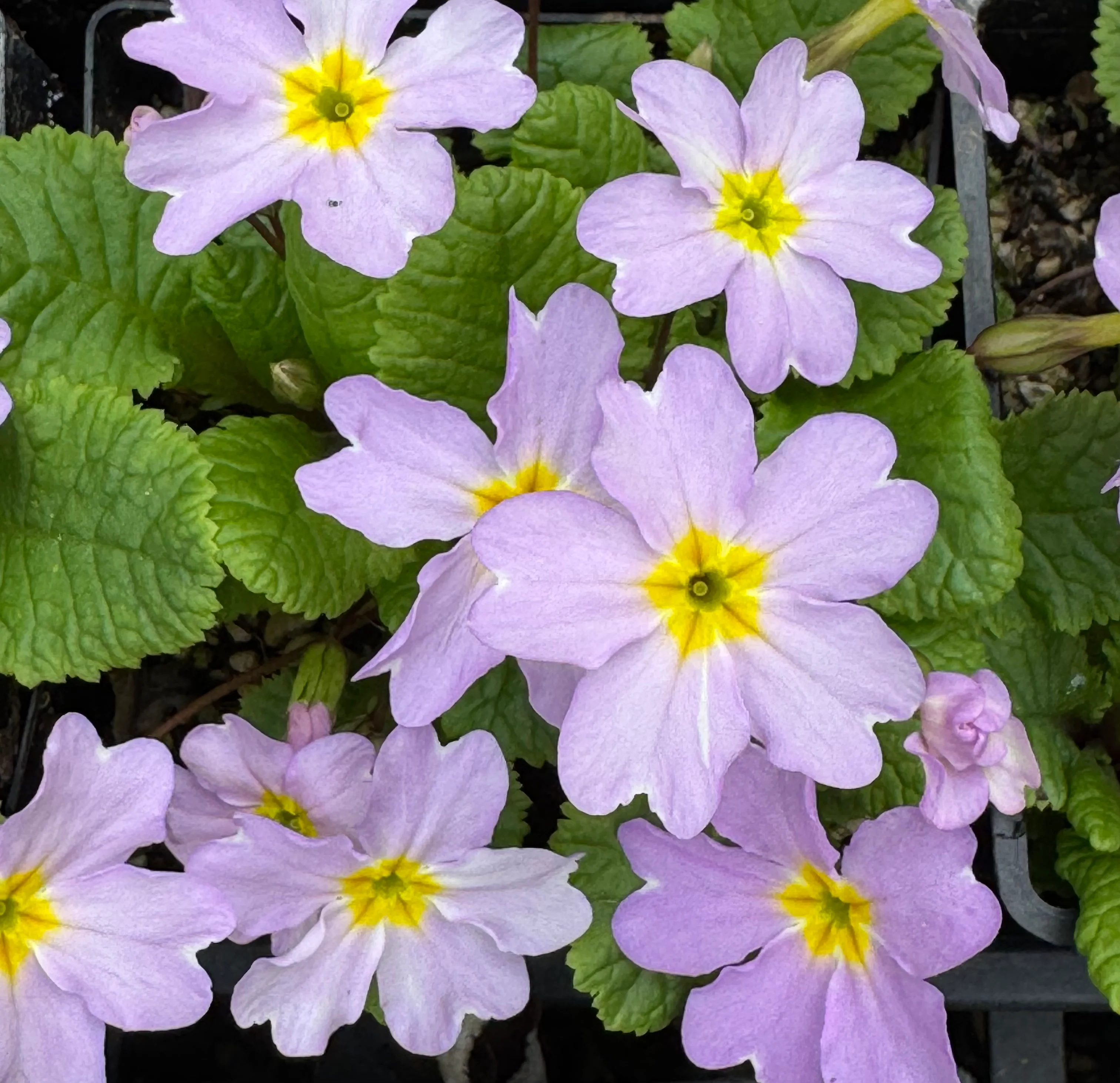 *RETAIL - Primula vulgaris ssp. sibthorpii