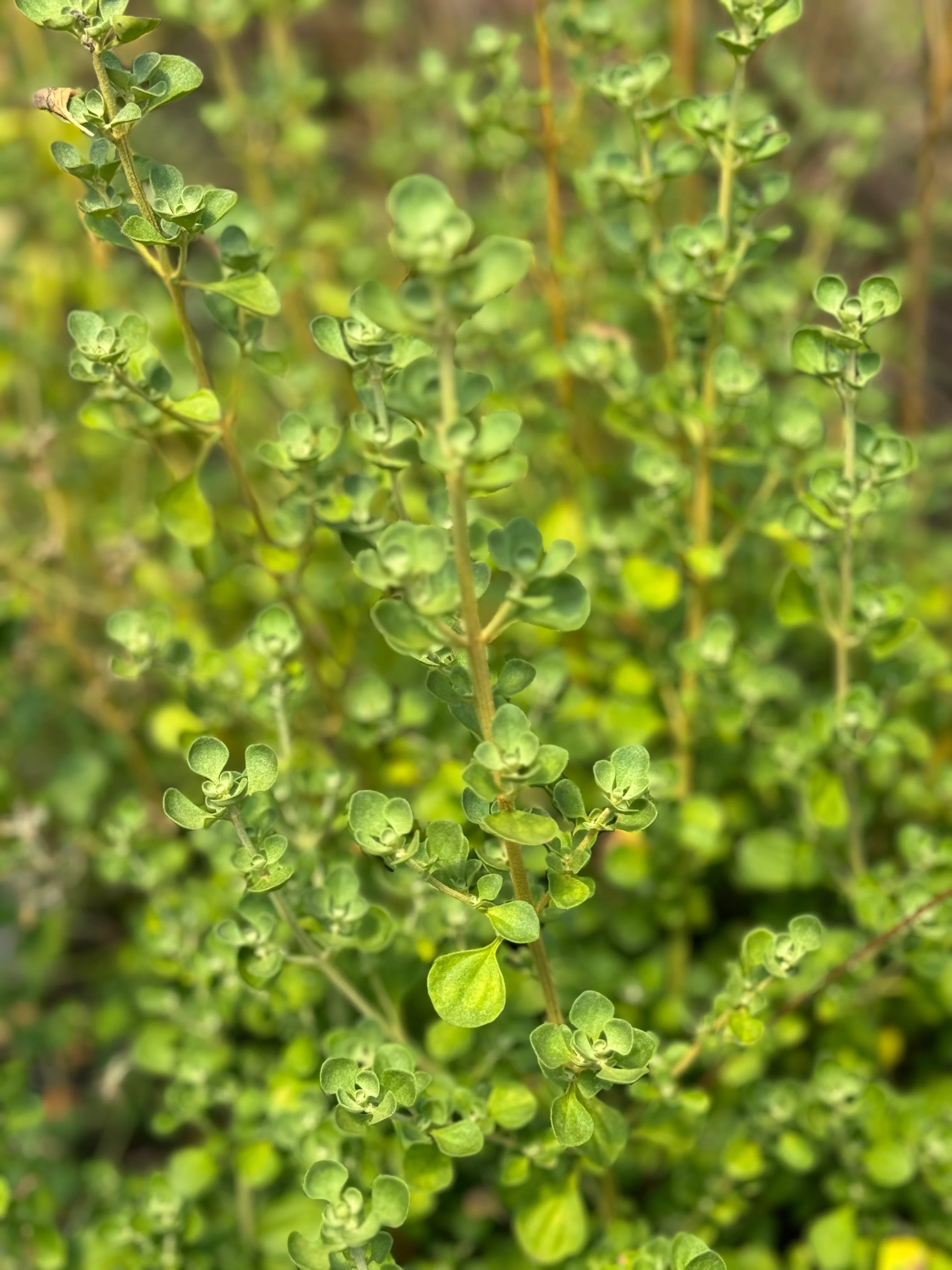 Prostanthera rotundifolia - Image 3