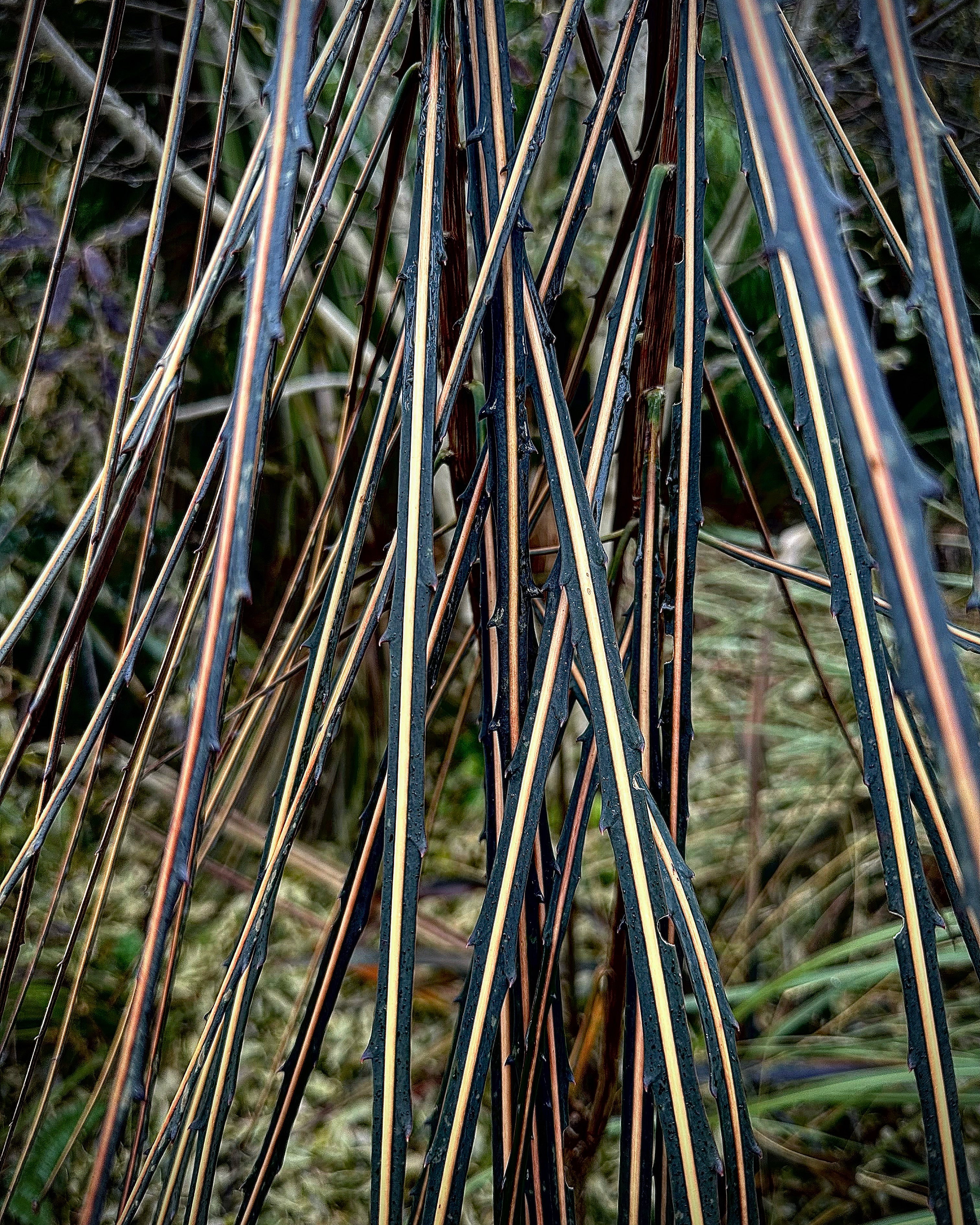 *RETAIL - Pseudopanax crassifolius