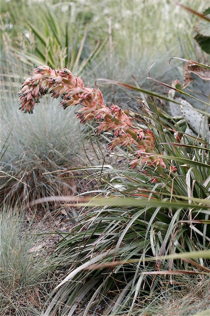 Retail Nursery Plants