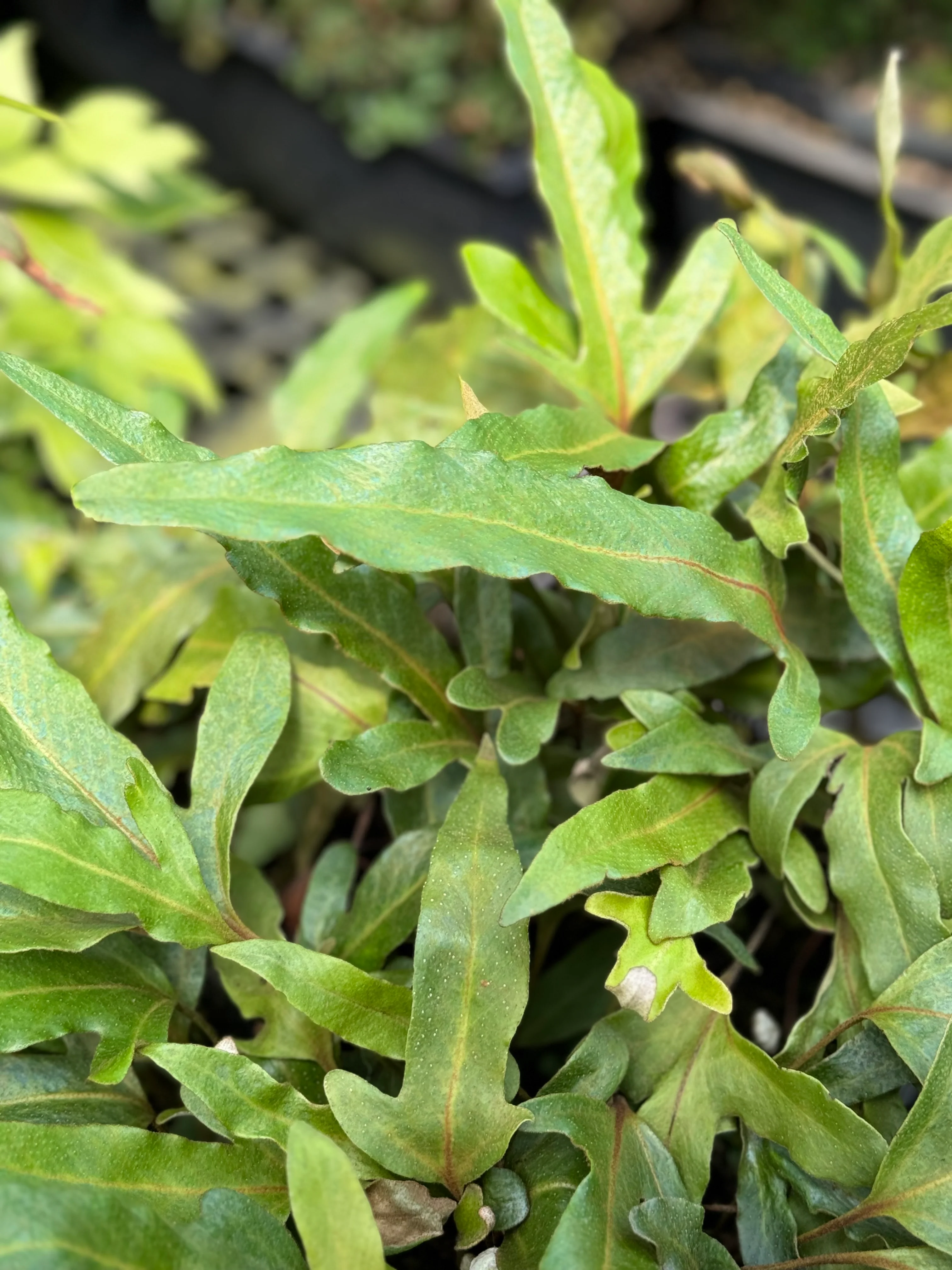 *RETAIL - Pyrrosia hastata - Image 2