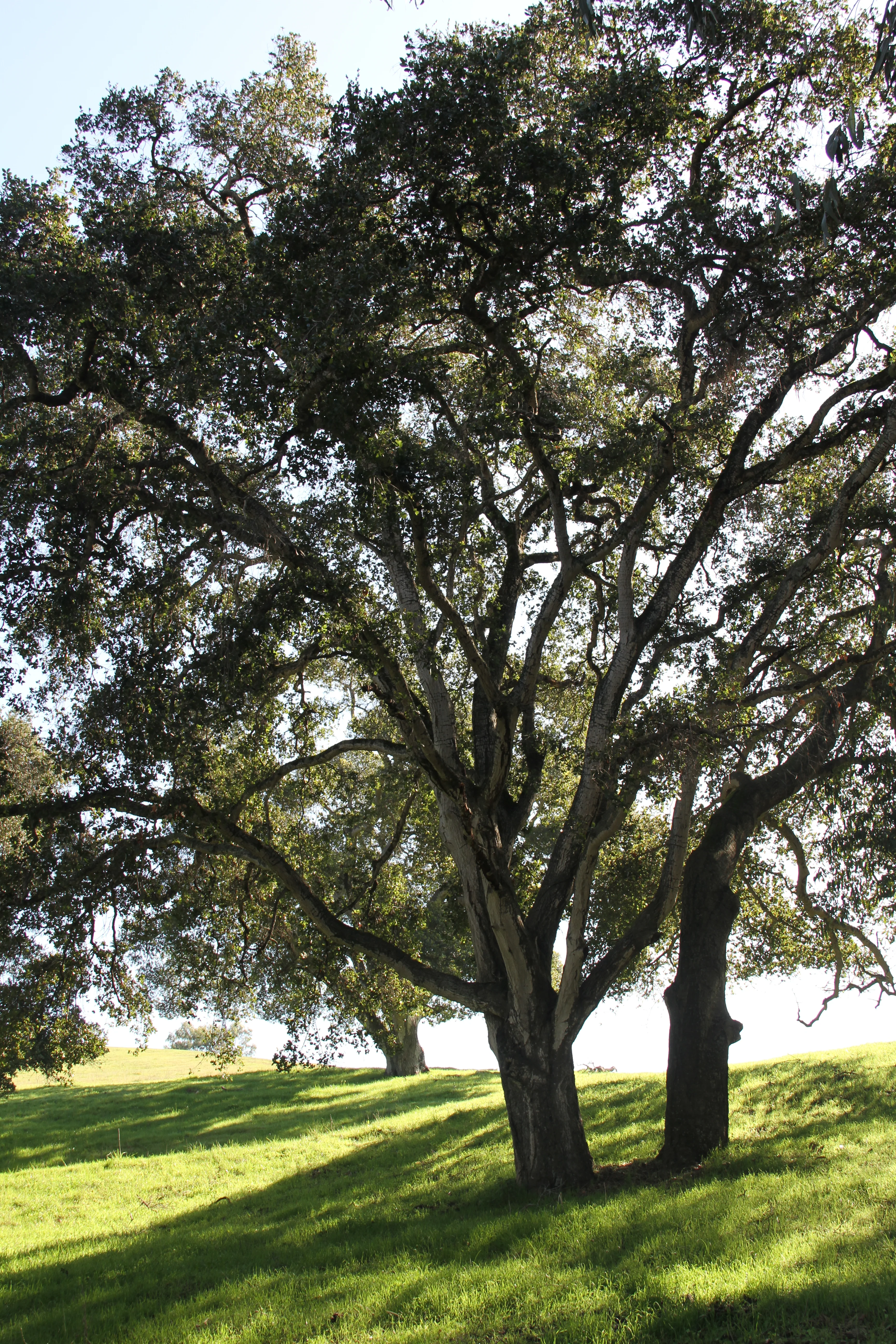 Quercus agrifolia