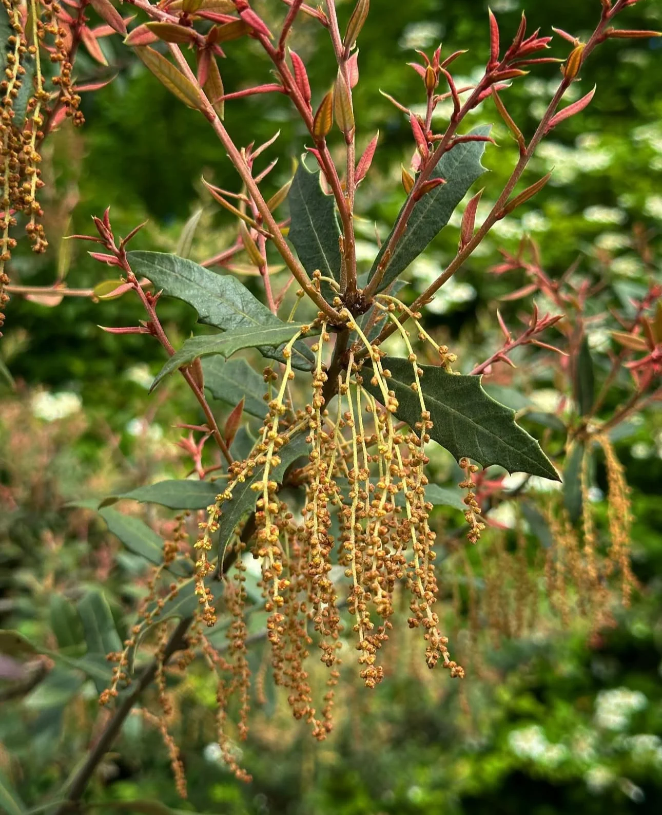 *RETAIL - Quercus hypoleucoides - high elevation