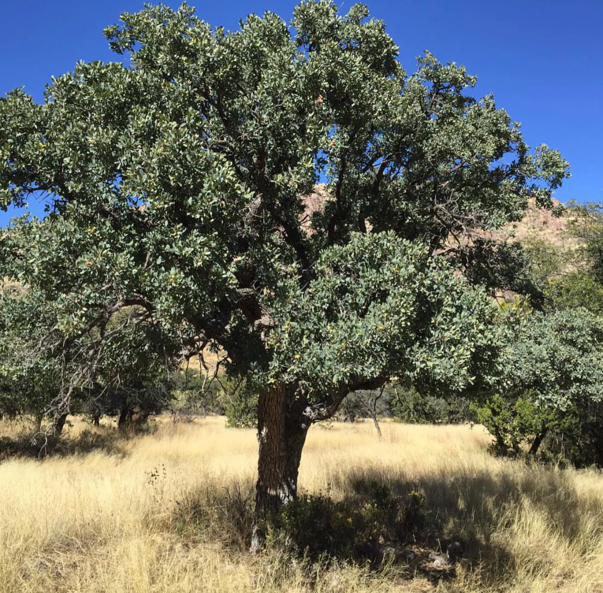 *RETAIL - Quercus oblongifolia [Horseshoe Valley Strain] - Image 2