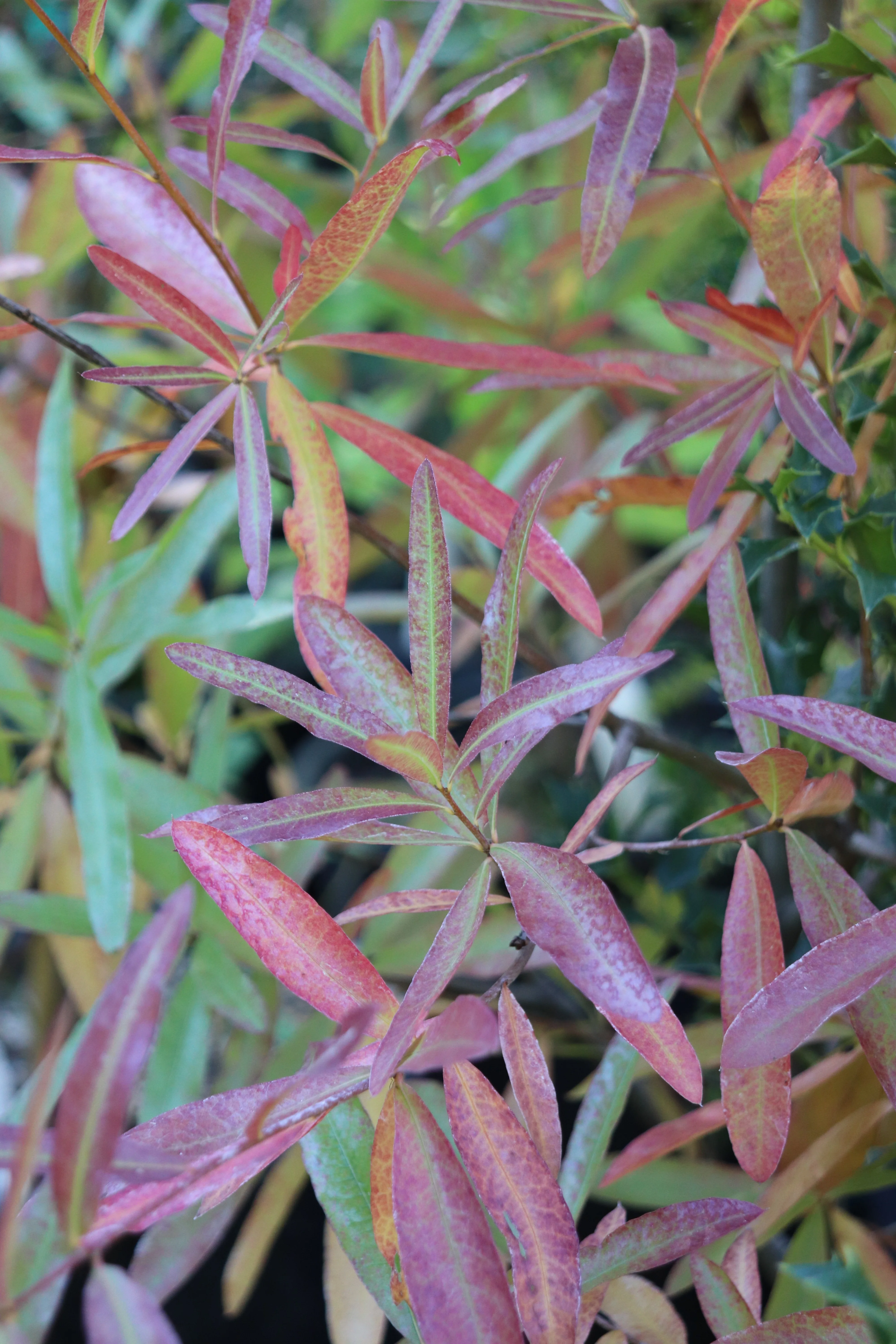 *RETAIL - Quercus phellos - Image 2
