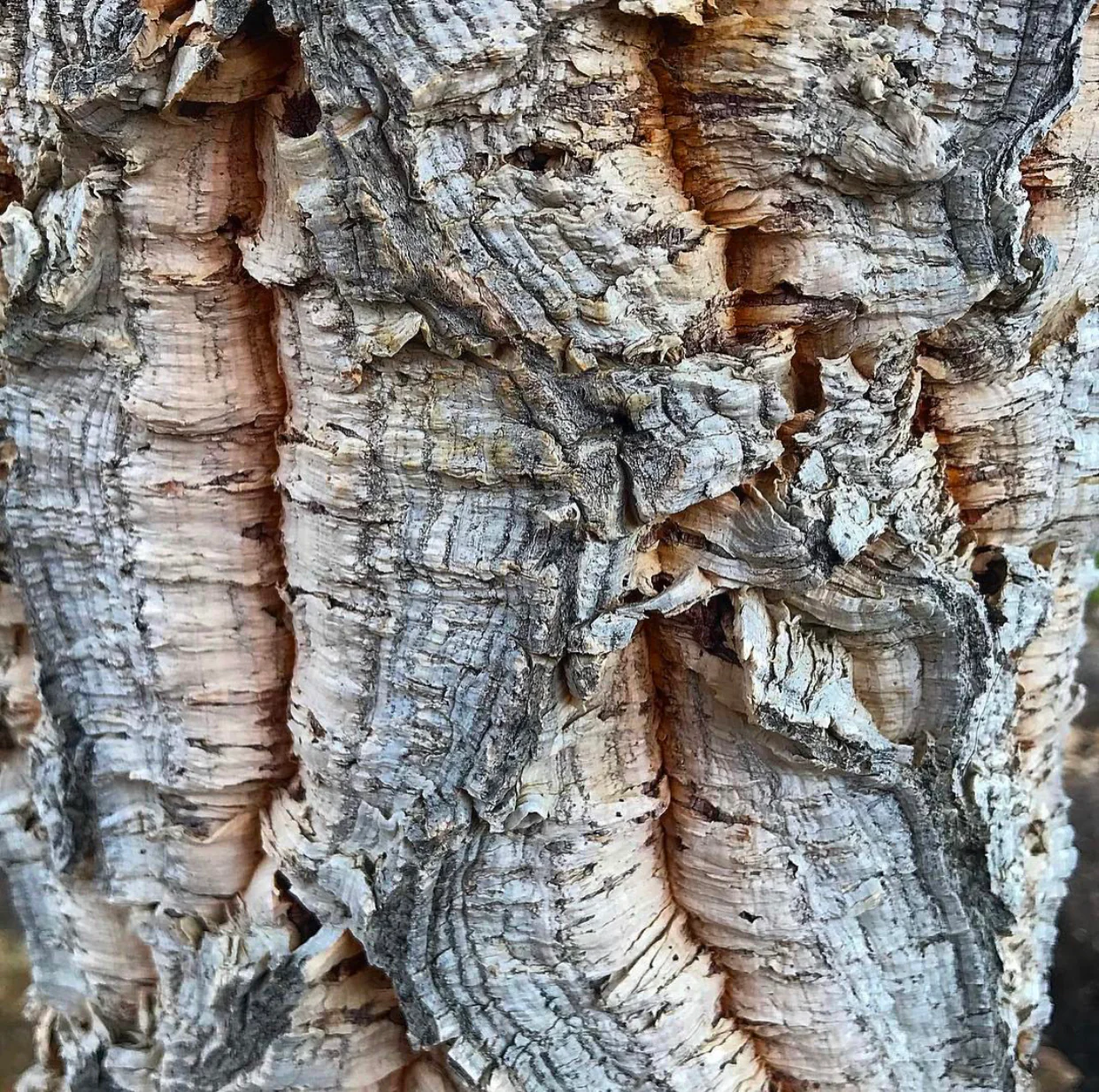 *RETAIL - Quercus suber - Image 2