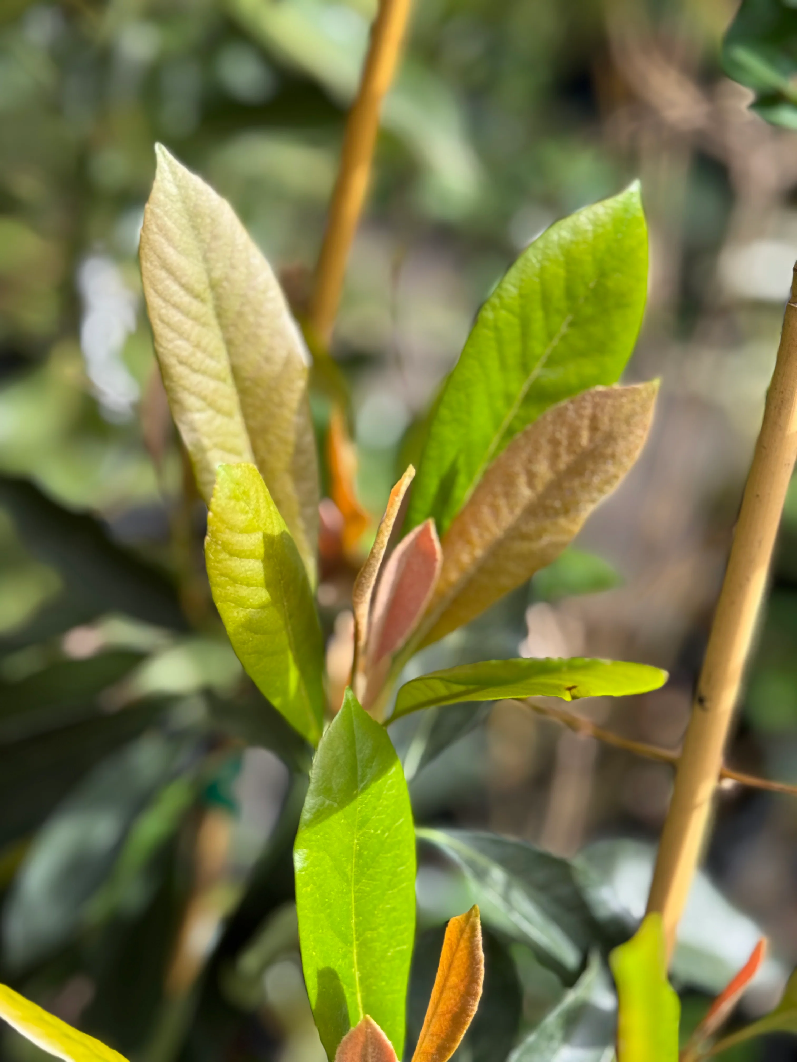 *RETAIL - Rhaphiolepis x eriobotrya