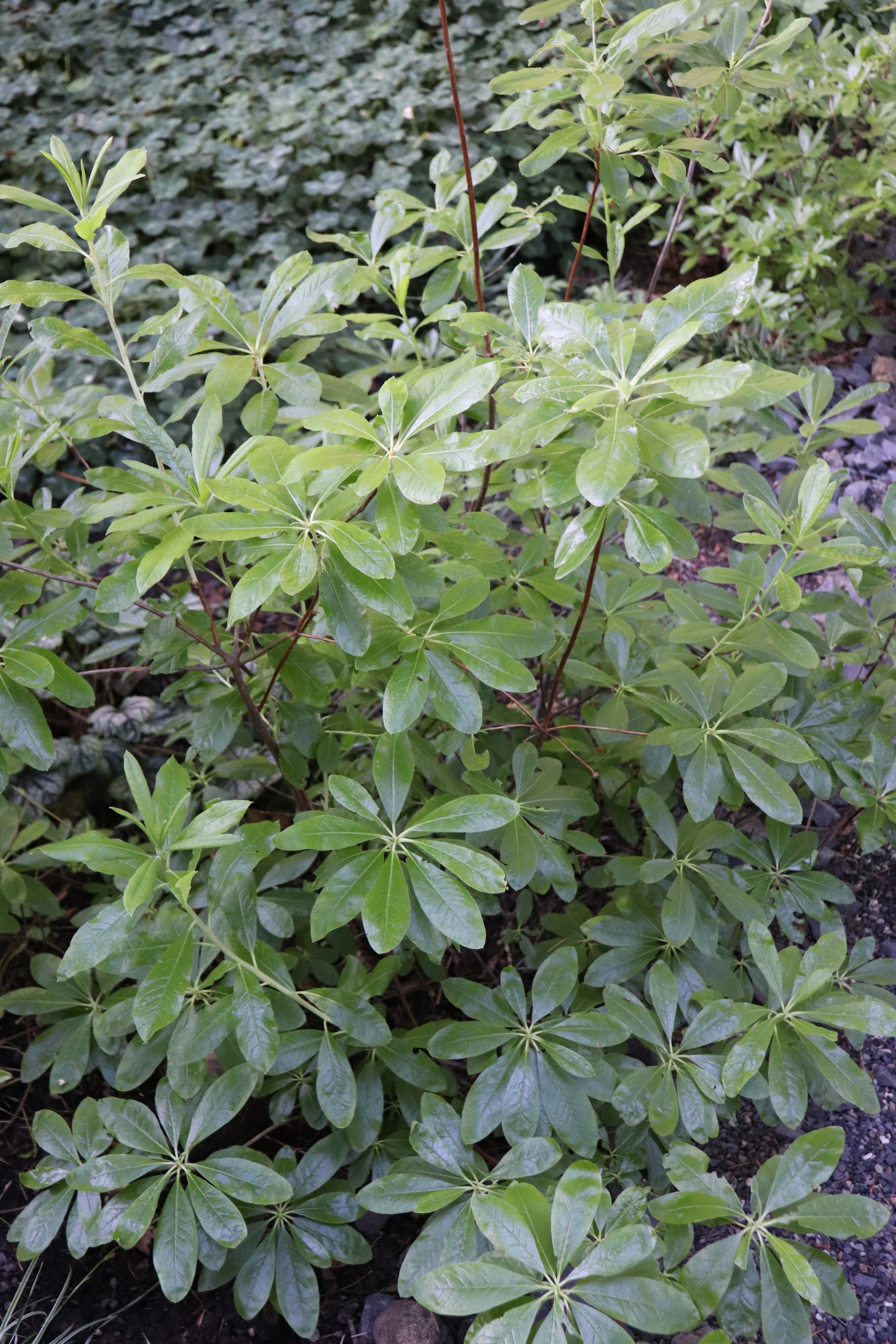 *RETAIL - Rhododendron occidentale