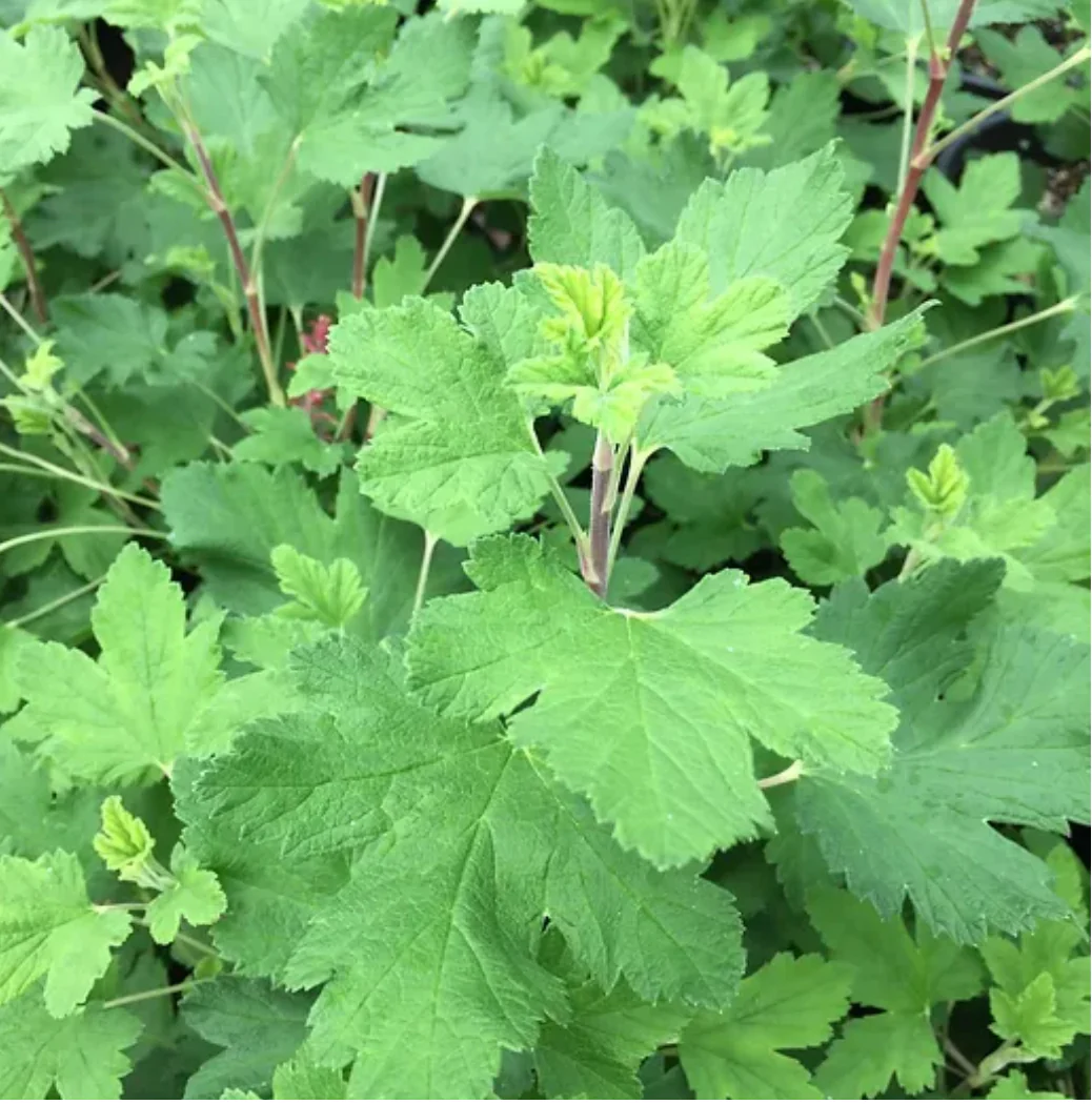 *RETAIL - Ribes sanguineum 'King Edward VII'