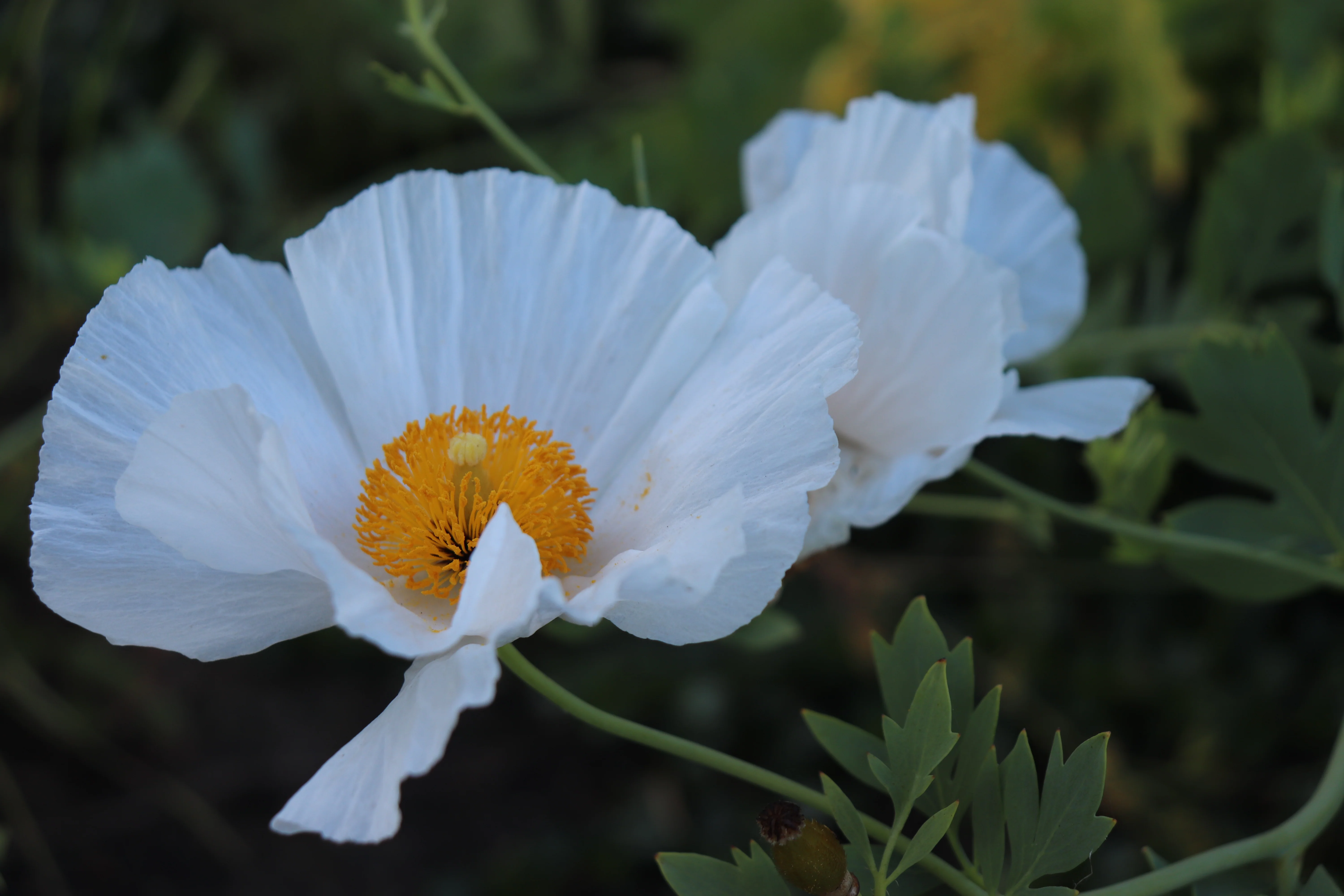 *RETAIL - Romneya coulteri