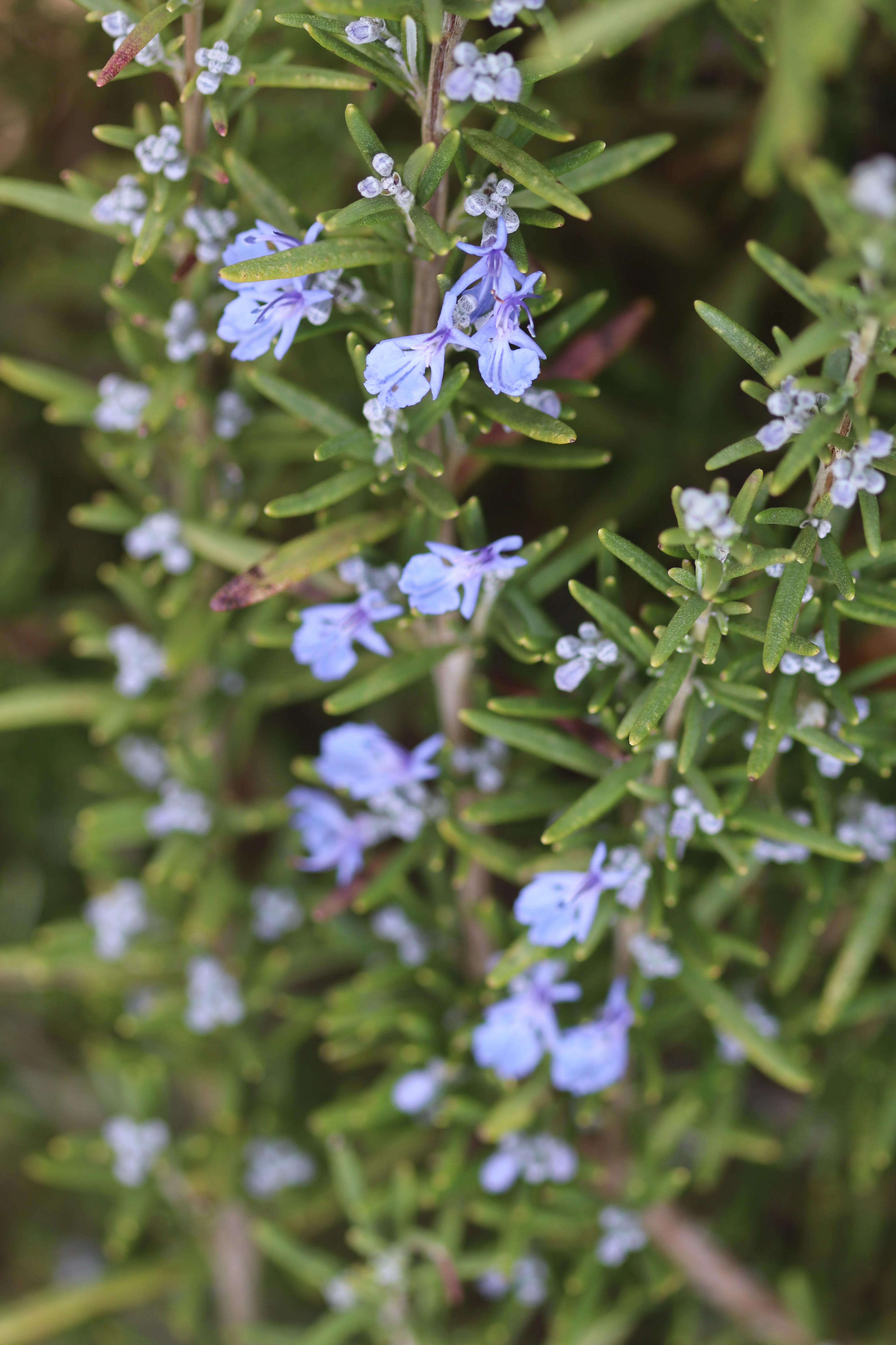 *RETAIL - Rosmarinus officinalis 'Huntington Carpet'
