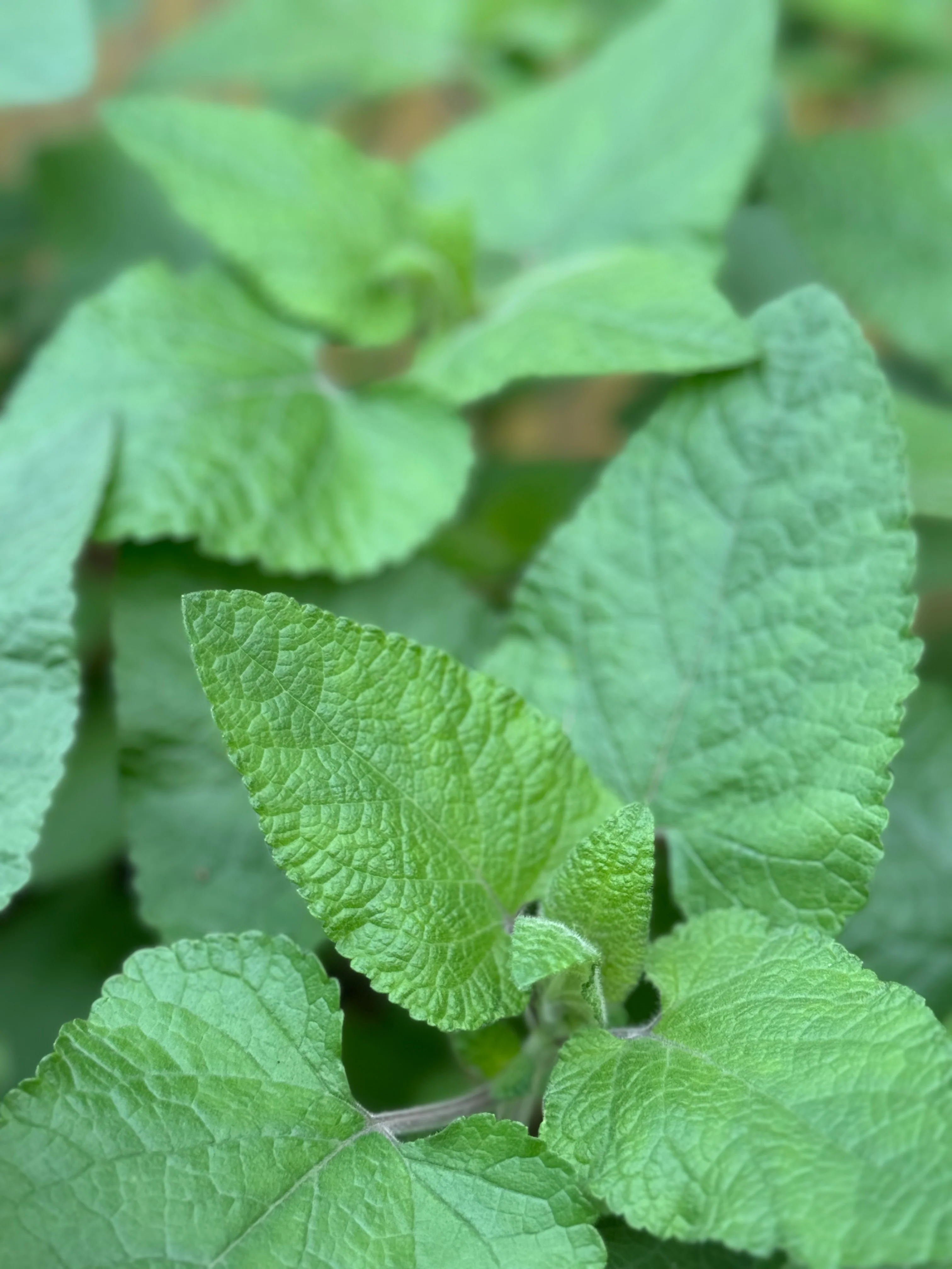 *RETAIL - Salvia darcyi - Image 2