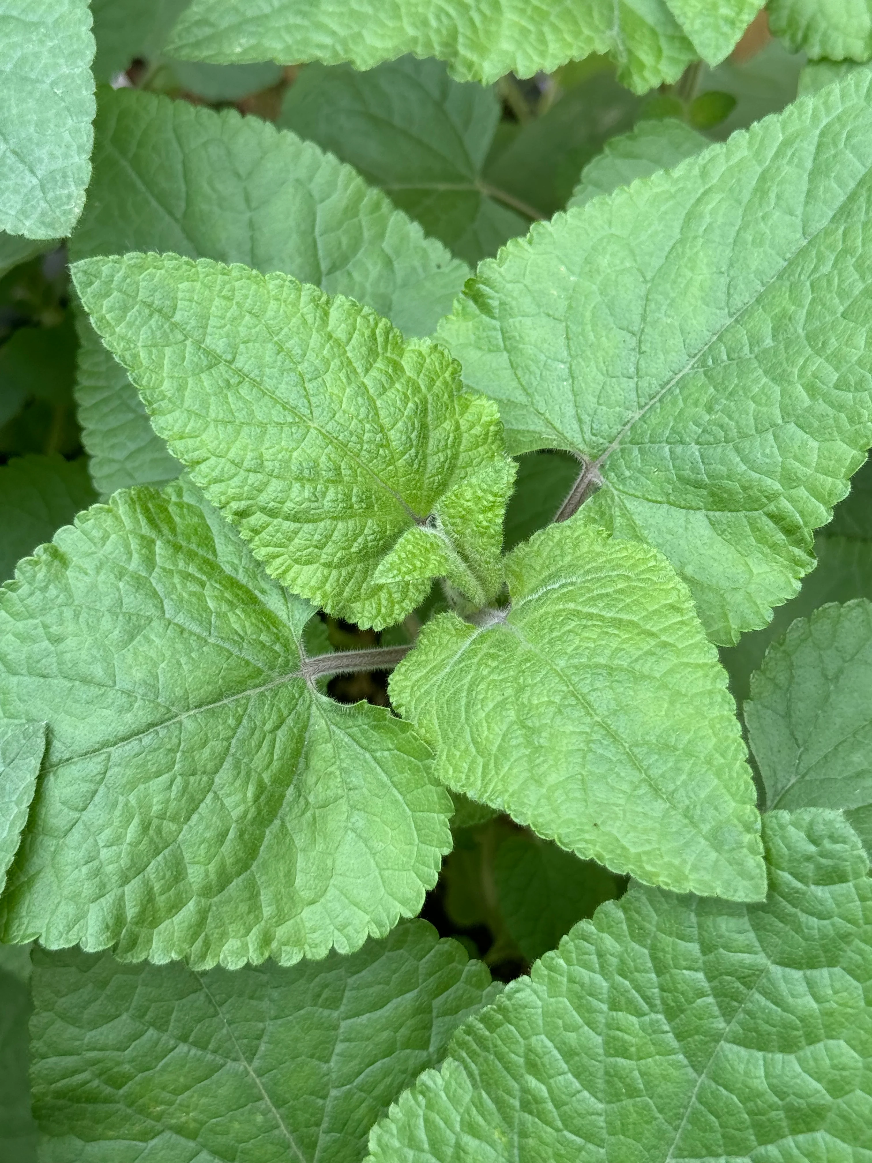 *RETAIL - Salvia darcyi - Image 3
