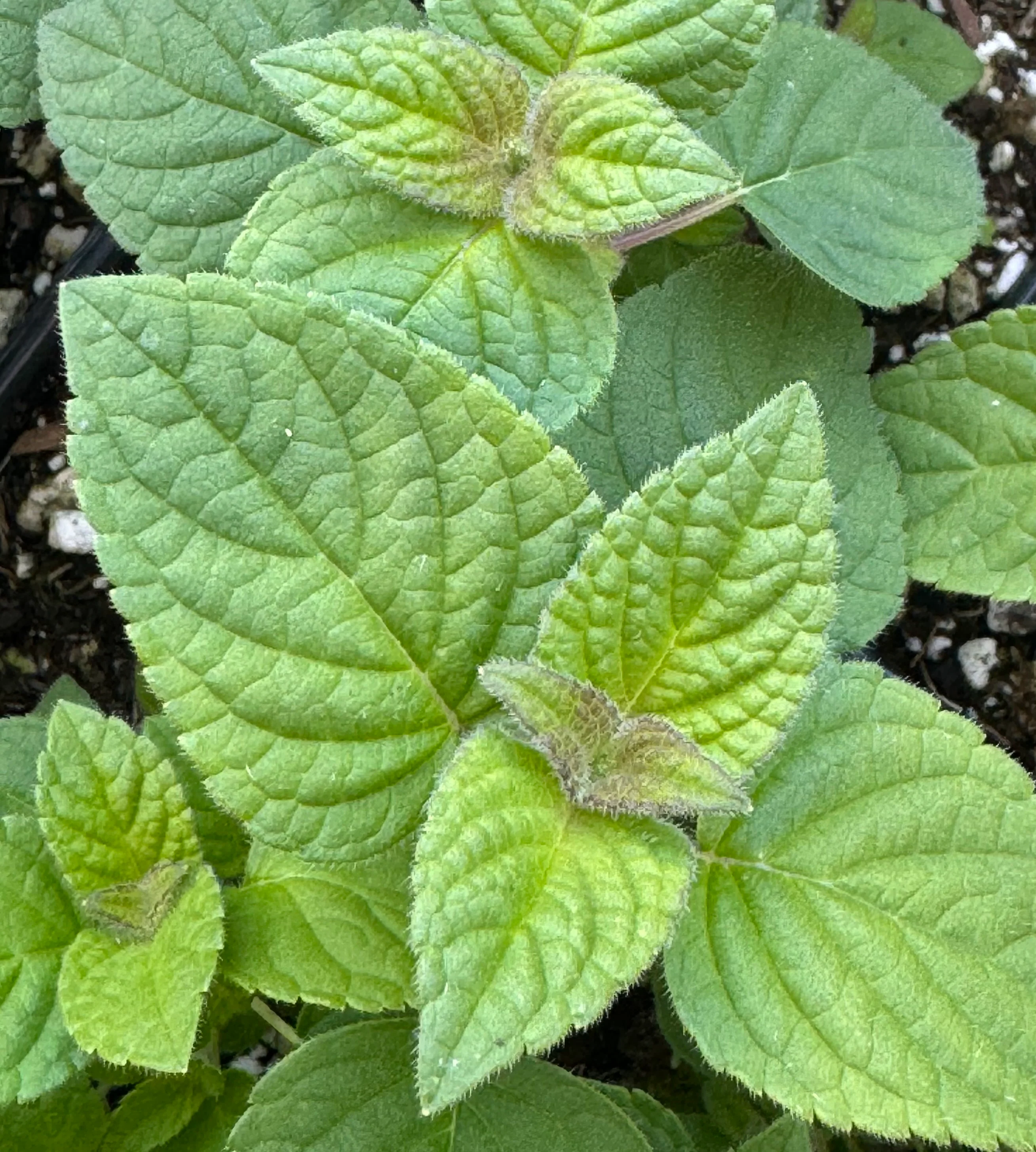 *RETAIL - Salvia elegans 'Honey Melon'