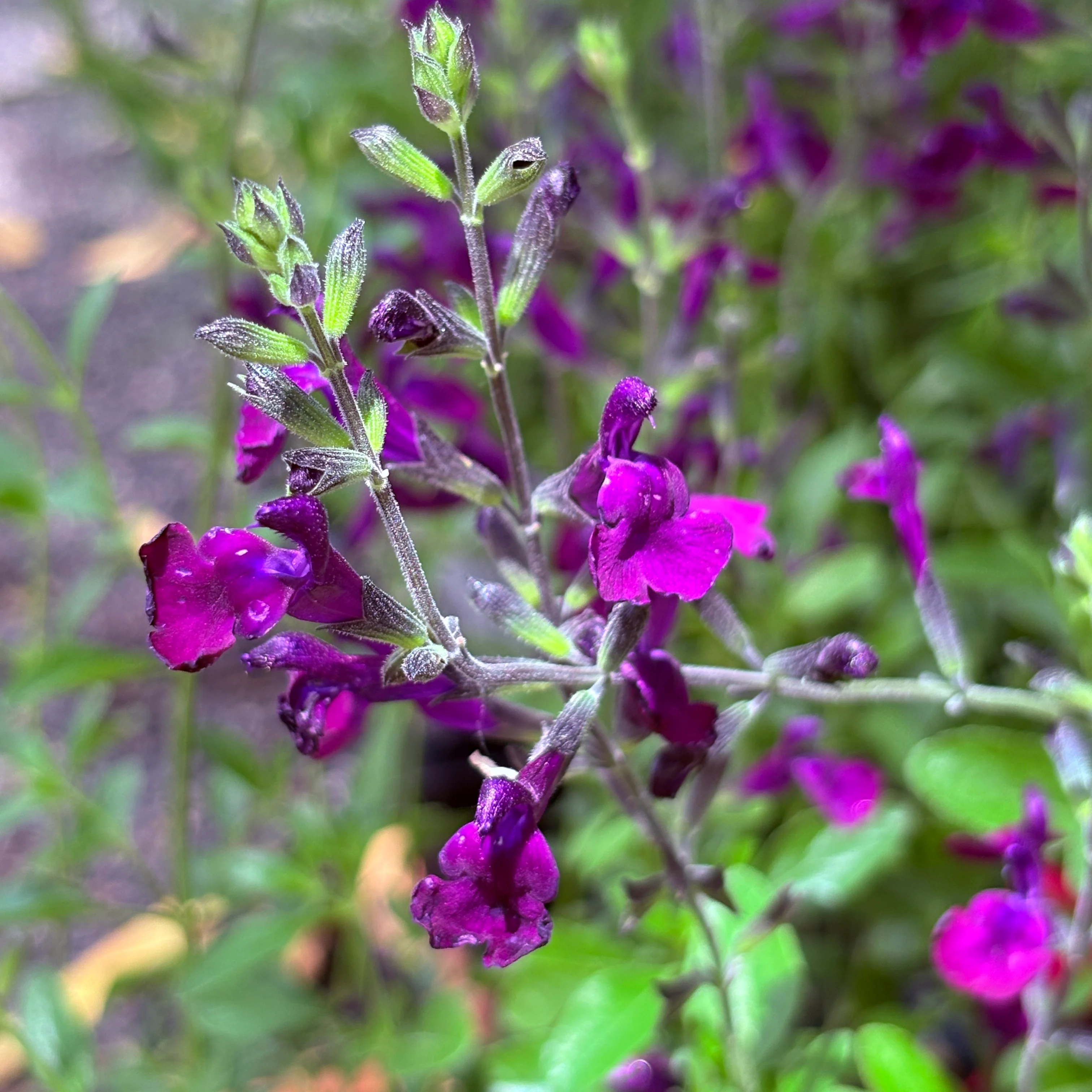 *RETAIL - Salvia x jamensis 'Nachtvlinder' - Image 2
