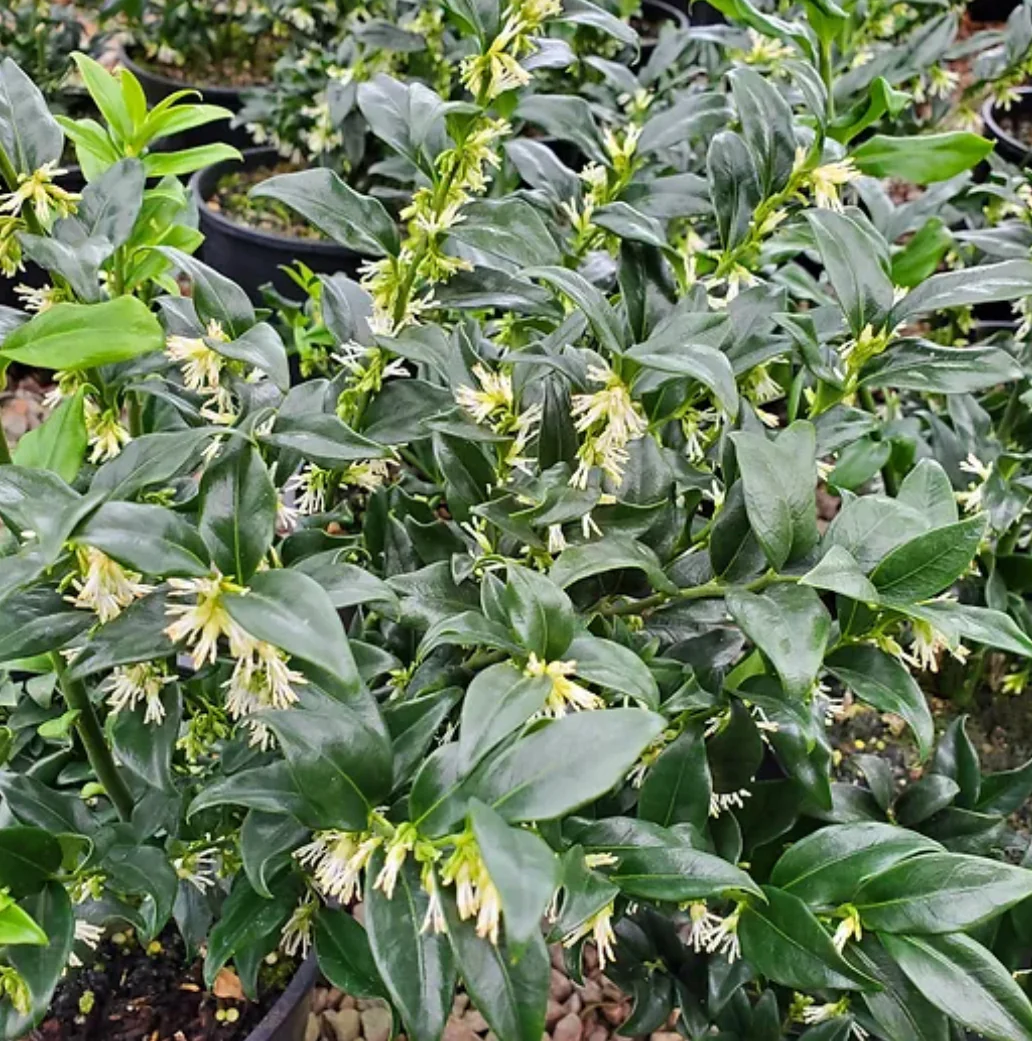 *RETAIL - Sarcococca confusa