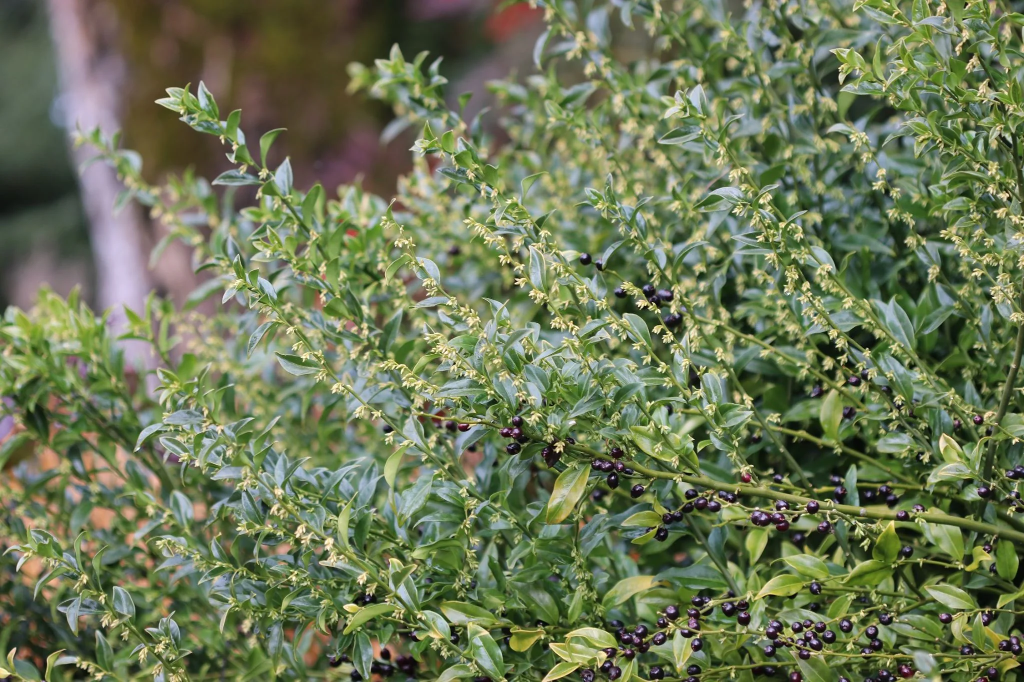 *RETAIL - Sarcococca ruscifolia