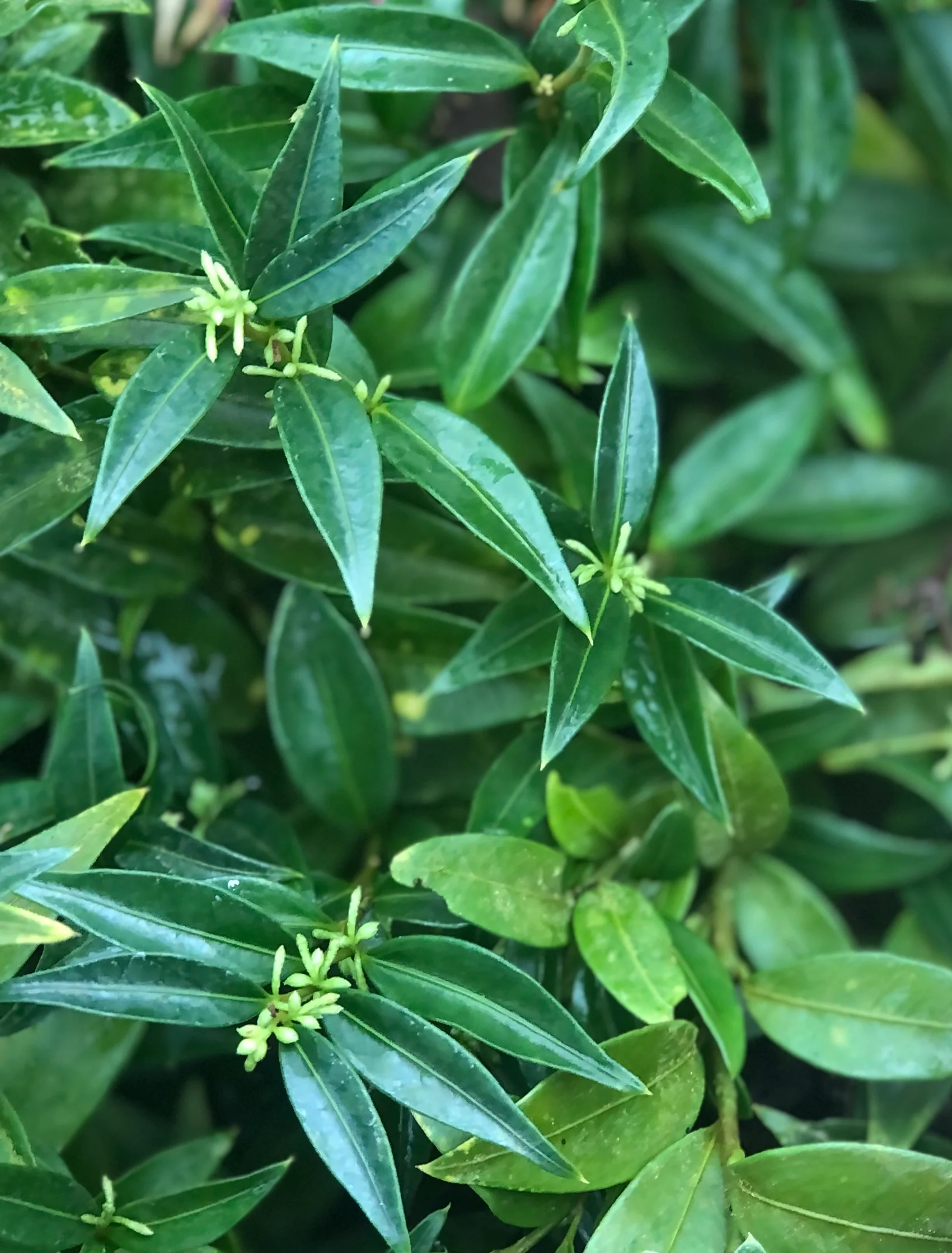 Sarcococca ruscifolia var. chinensis 'Dragon Gate' - Image 2