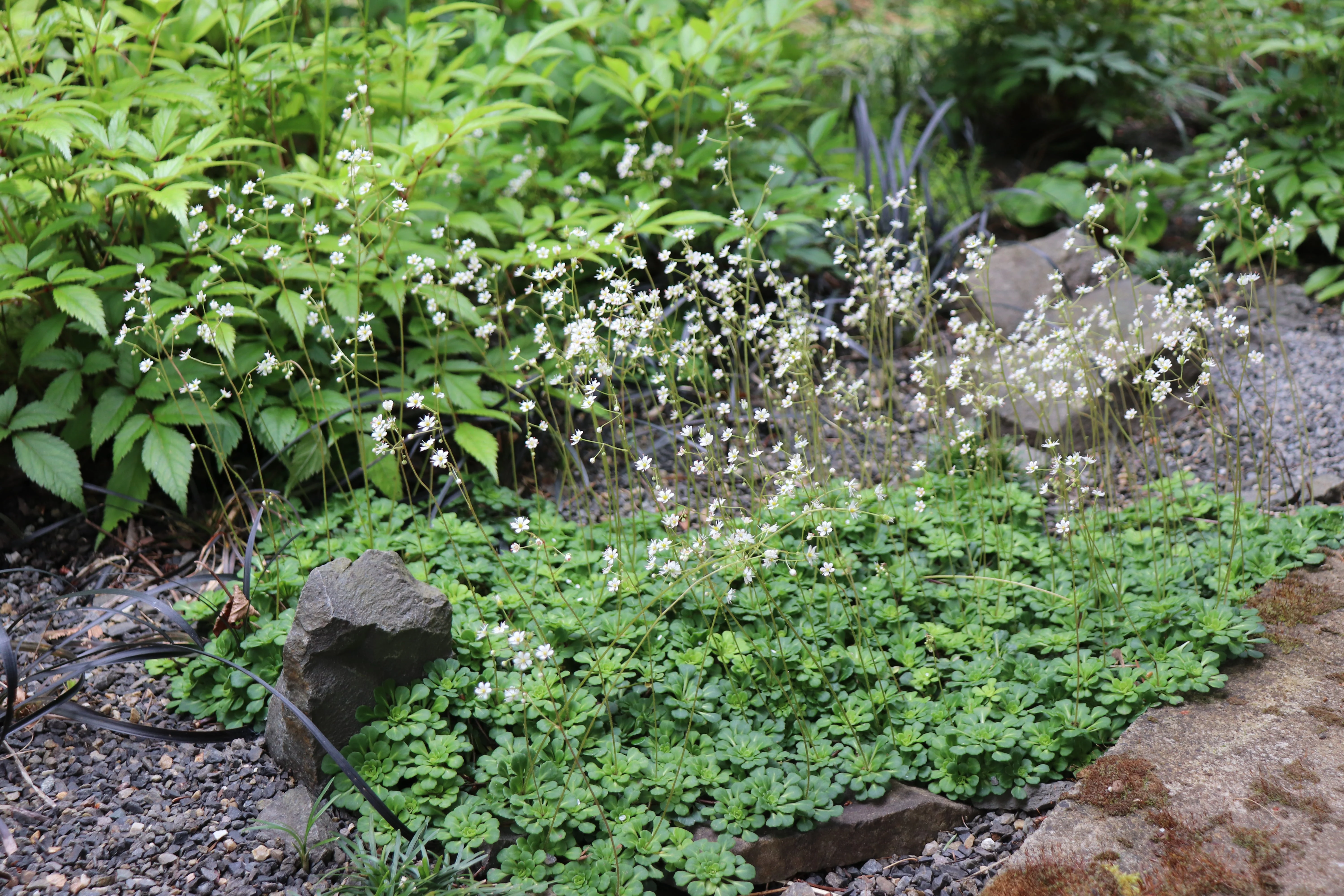 *RETAIL - Saxifraga x 'Primuloides' - Image 2