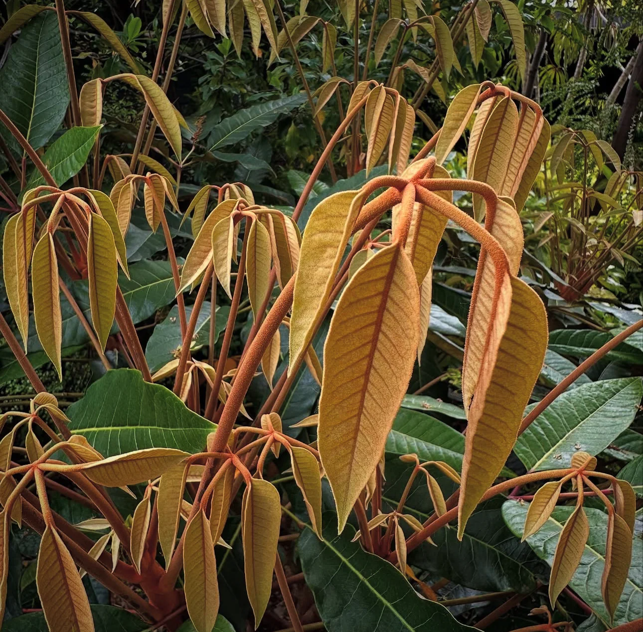 *RETAIL - Schefflera delavayi - Image 2