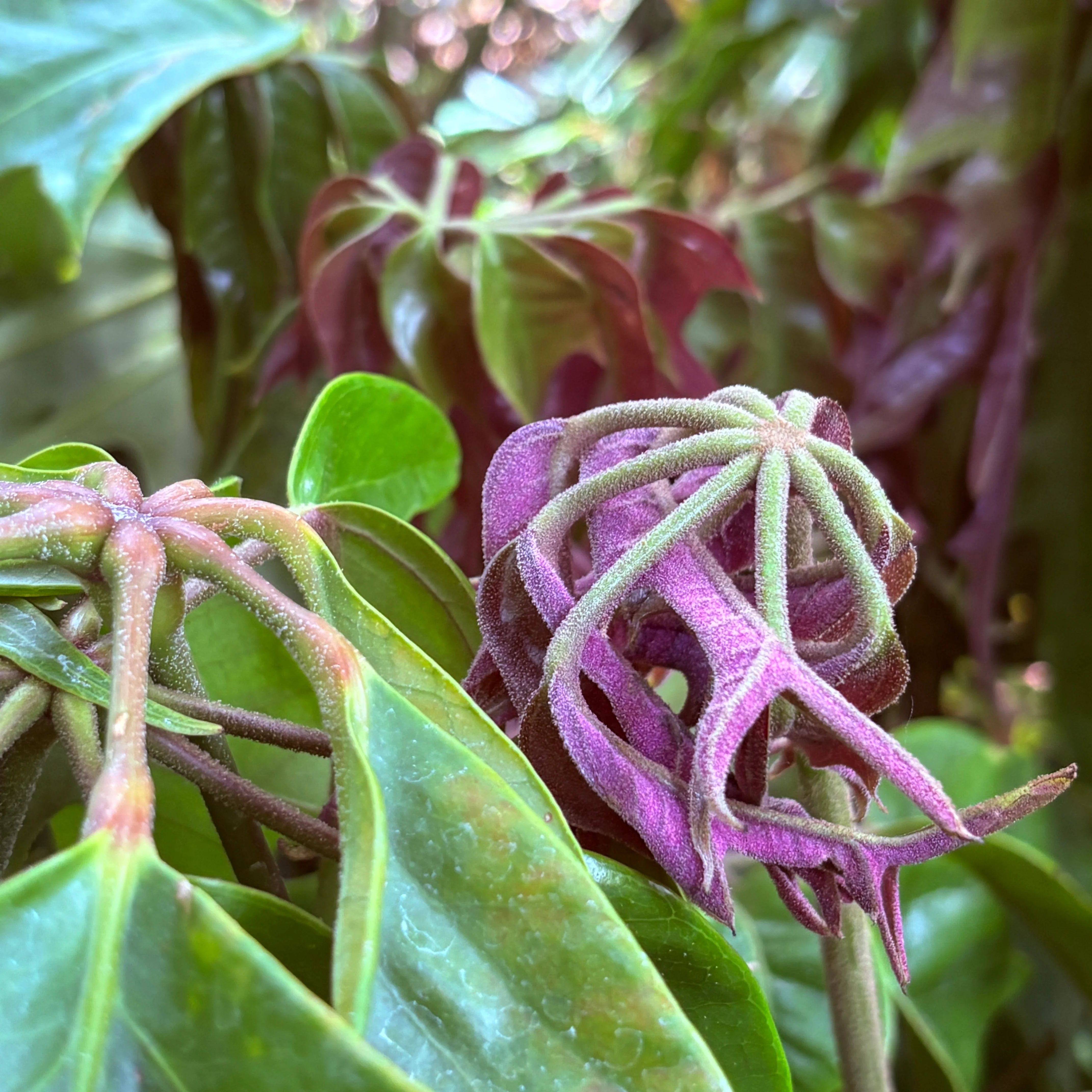 *RETAIL - Schefflera 'Mato' - Image 2