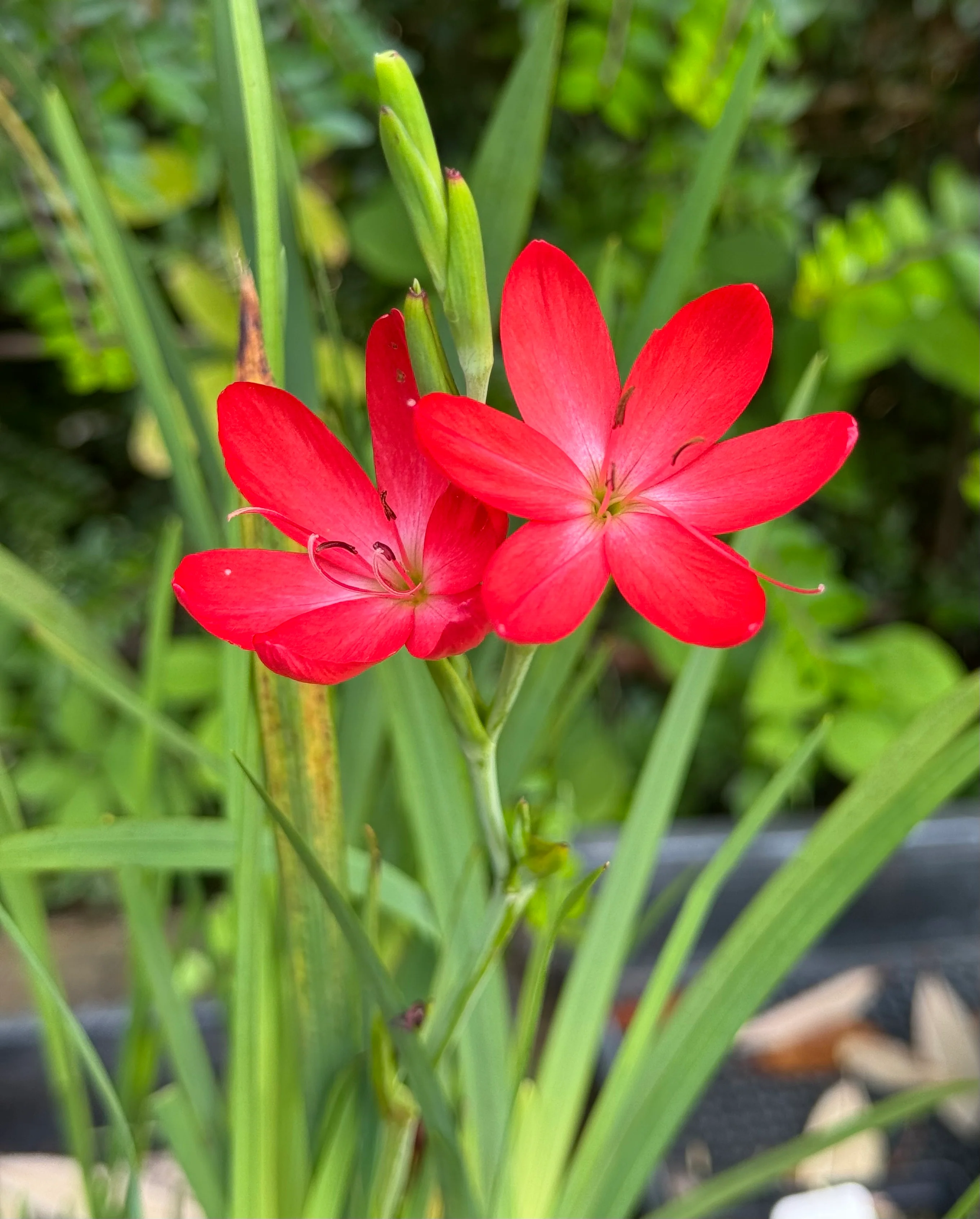 *RETAIL - Schizostylis coccinea 'Oregon Sunset