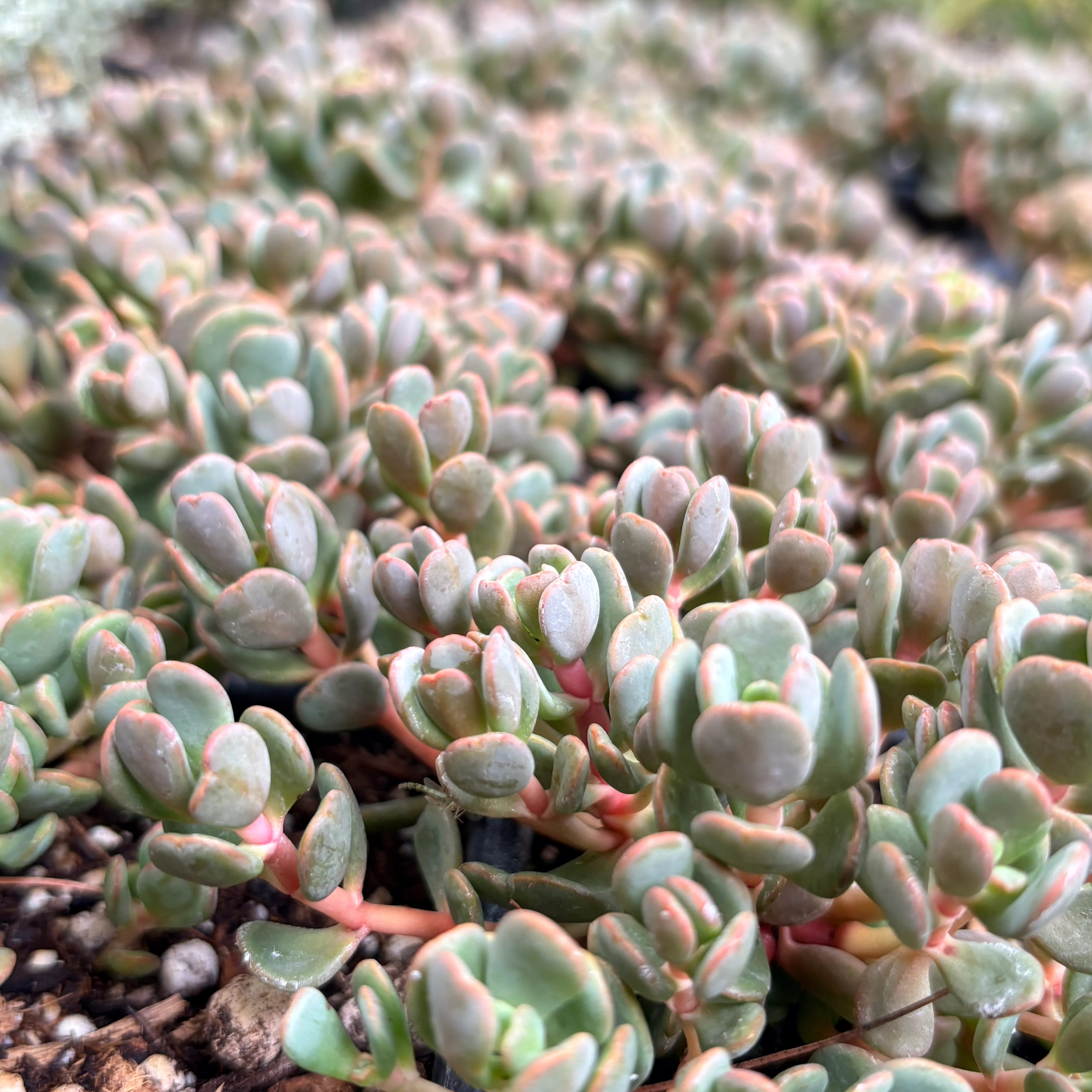 *RETAIL - Sedum aff. flavidum 'Doe Flat'