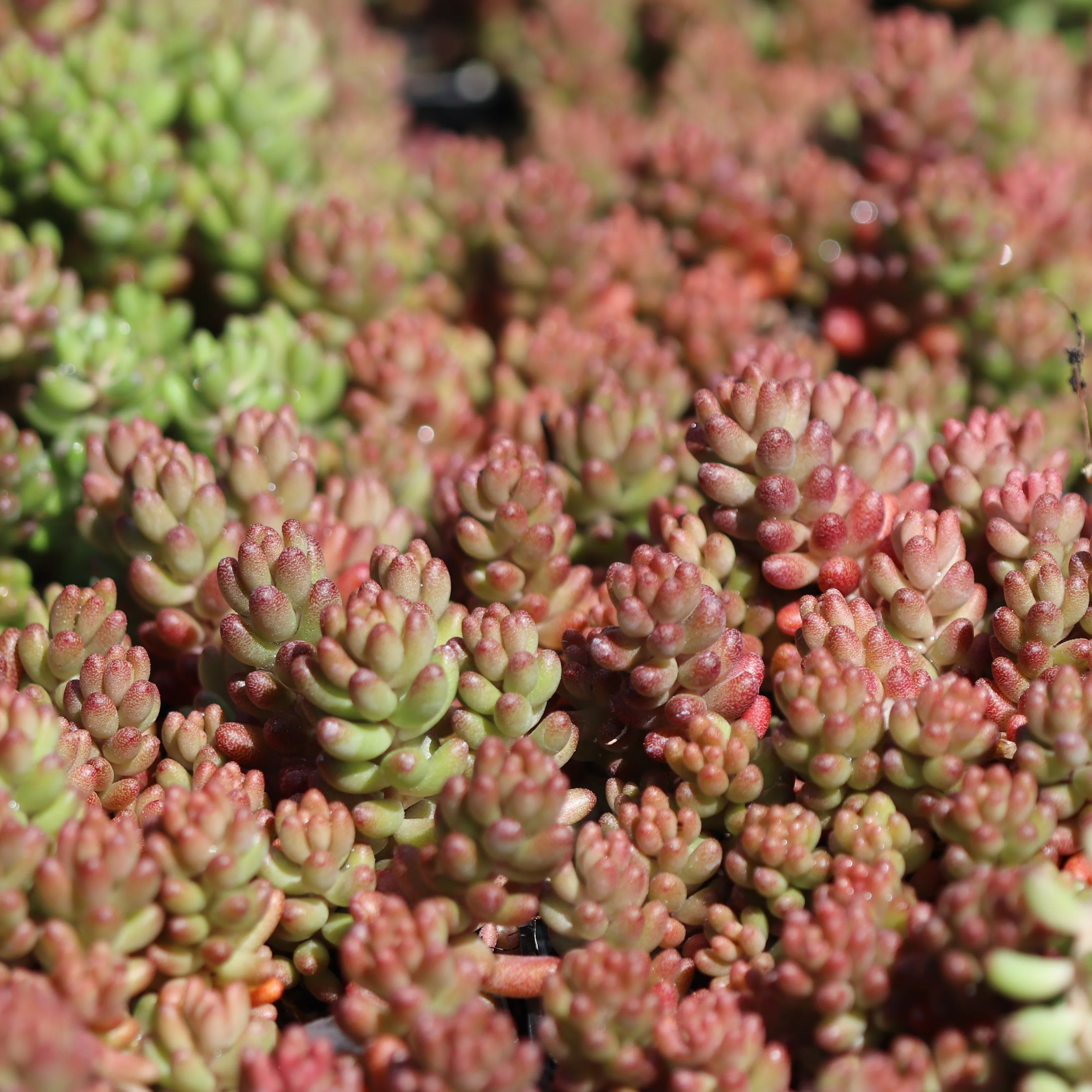*RETAIL - Sedum album ‘Black Pearl'