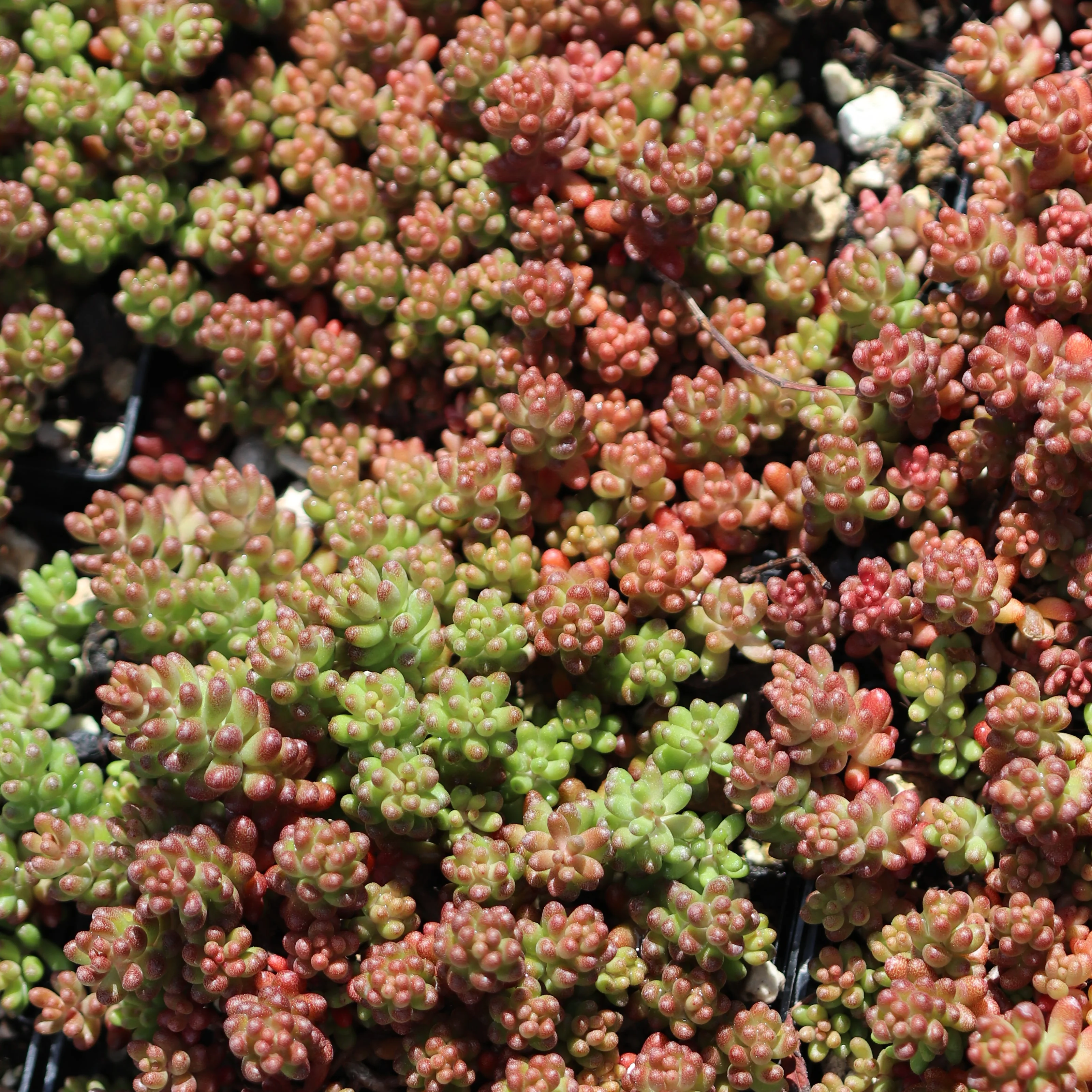 *RETAIL - Sedum album ‘Black Pearl' - Image 2