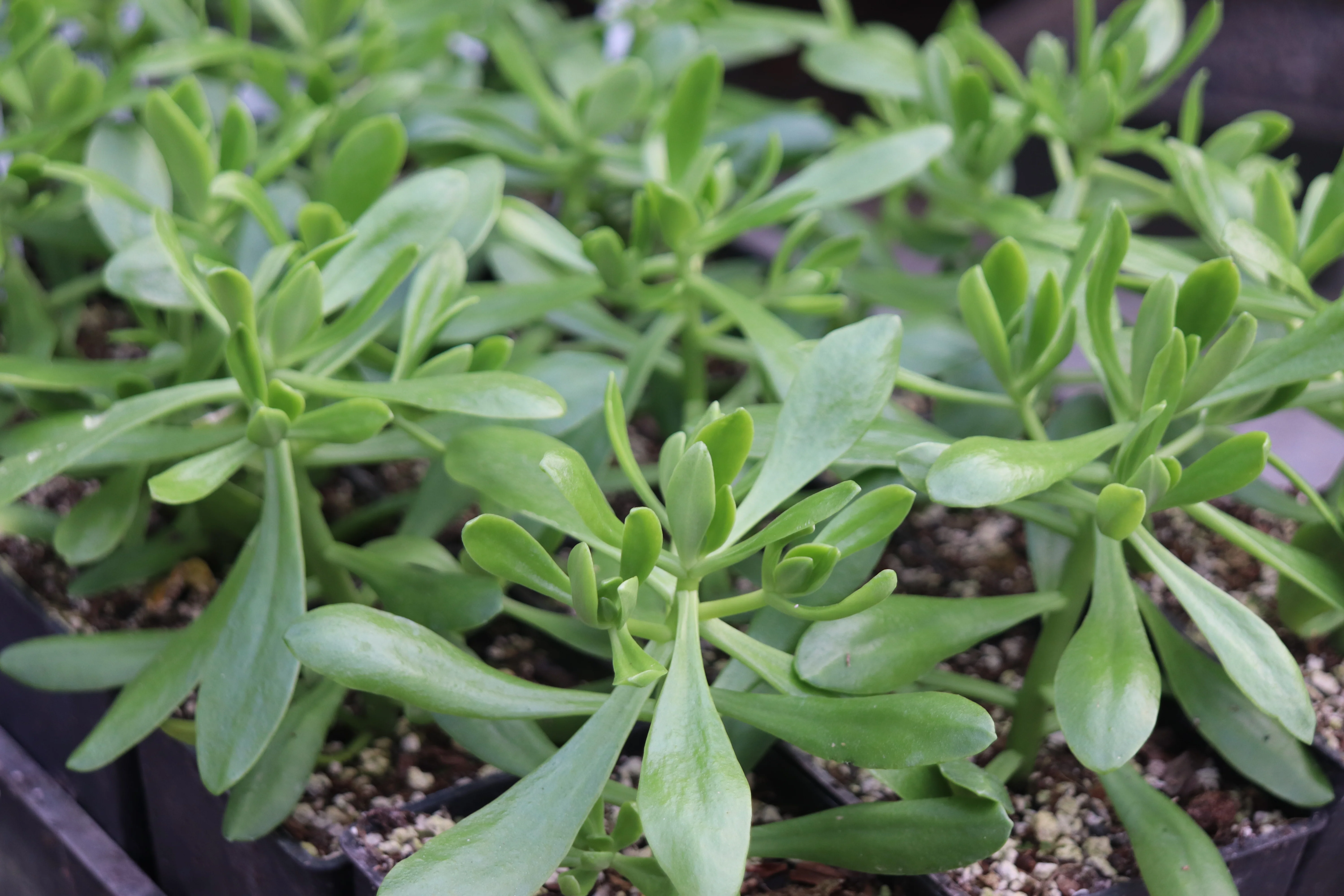 *RETAIL - Sedum dendroideum