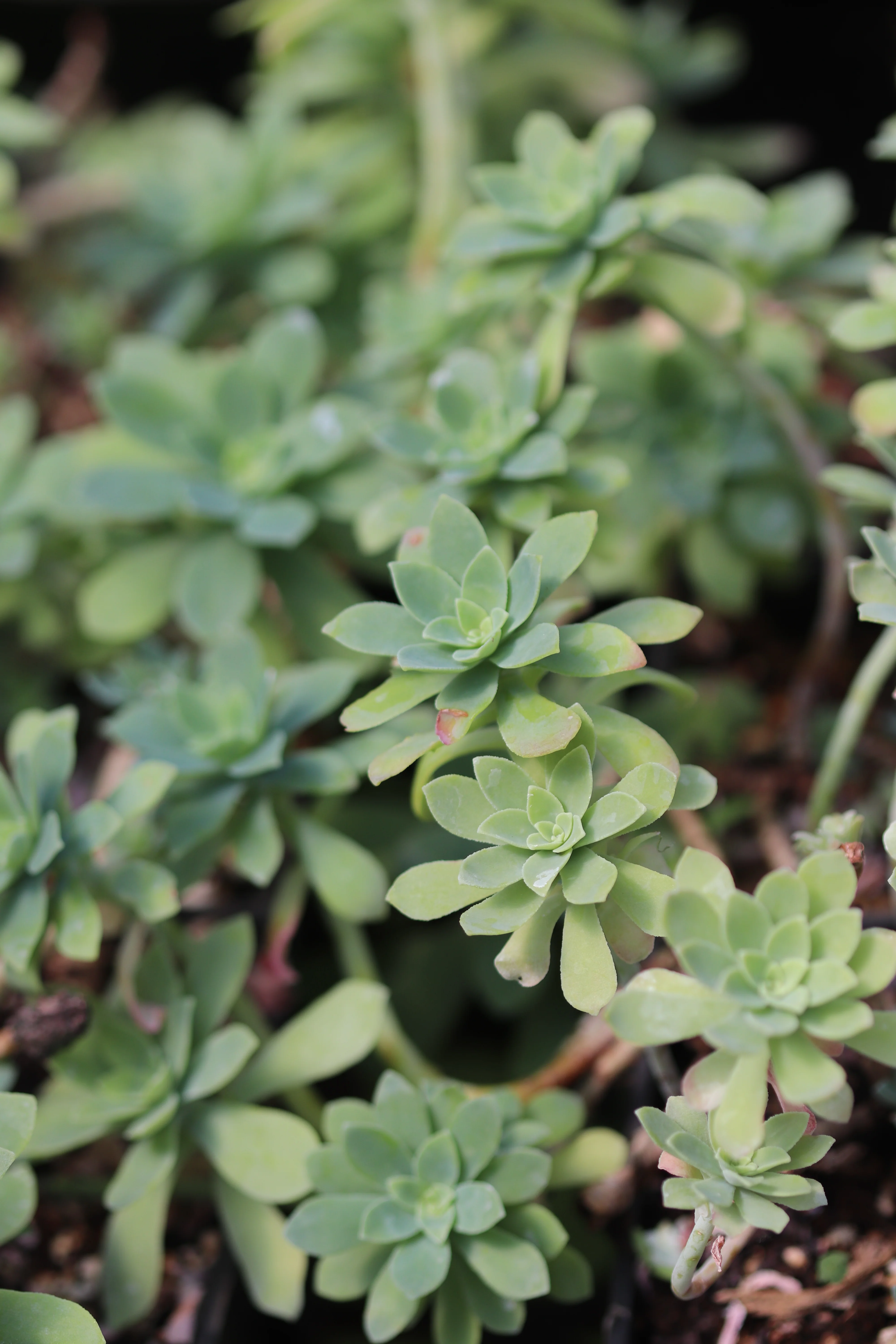*RETAIL - Sedum palmeri 'Mendoza' - Image 2