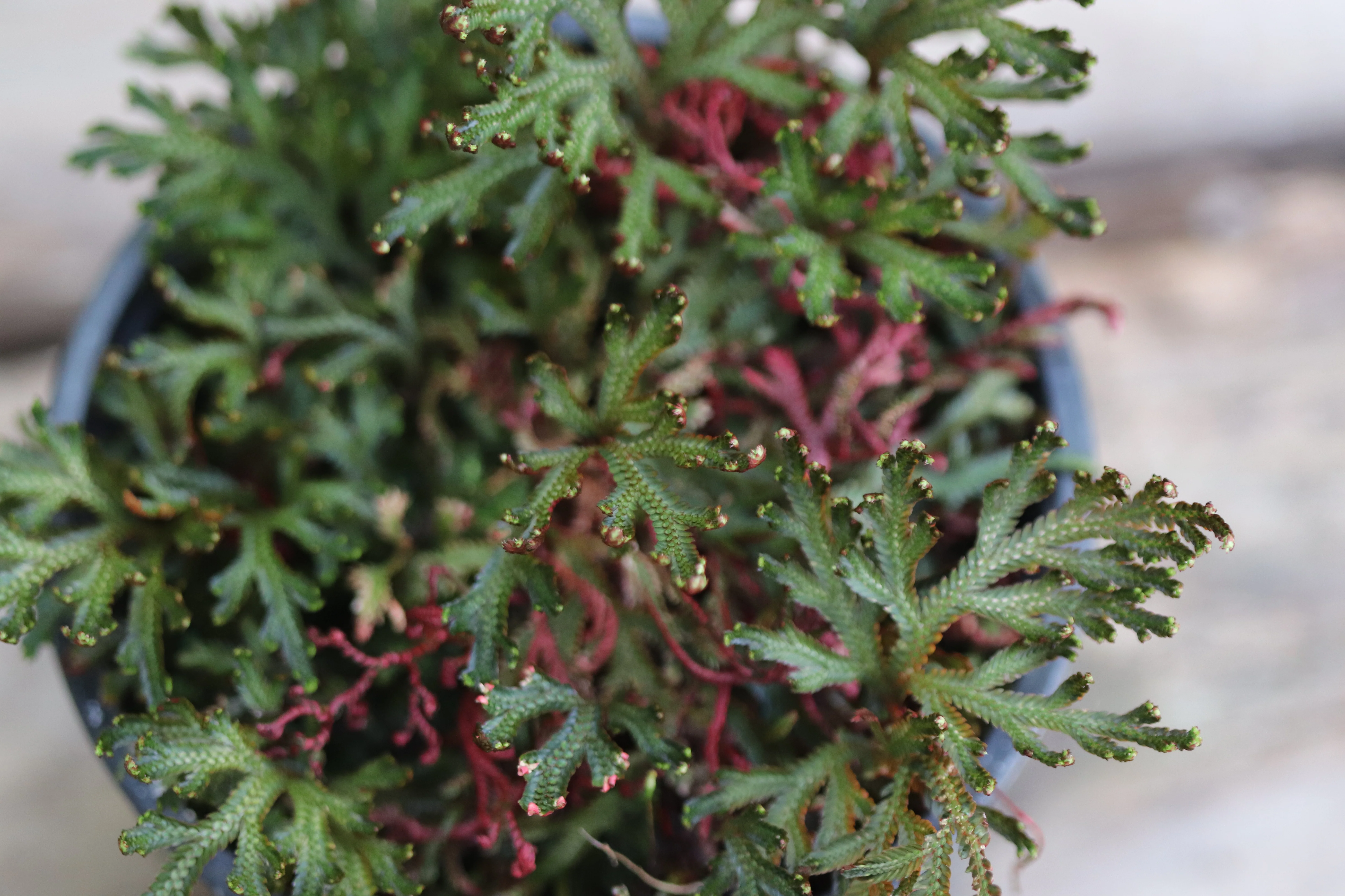 *RETAIL - Selaginella erythropus 'Sanguinea' - Image 3
