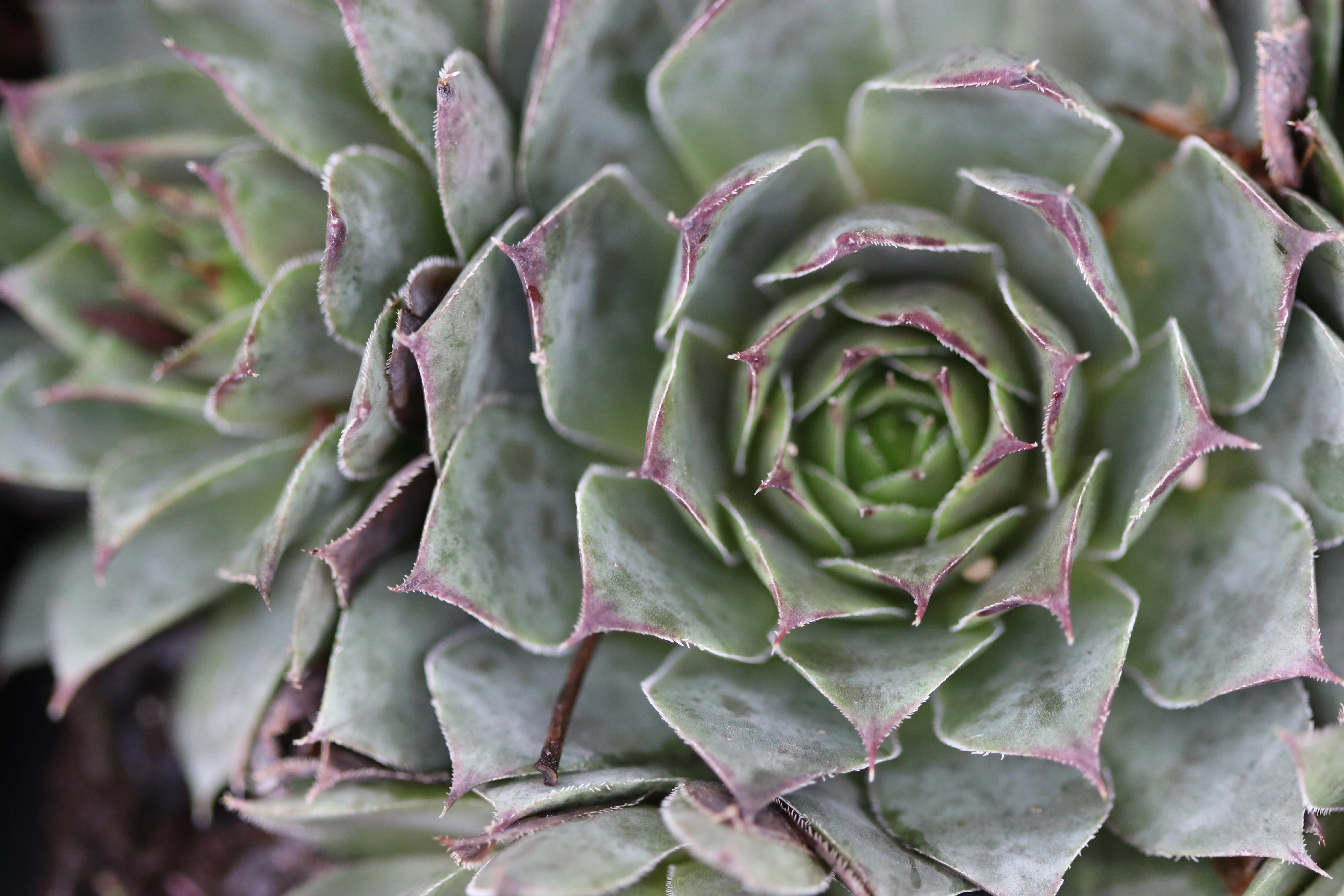 *RETAIL - Sempervivum 'Blue Boy' - Image 2