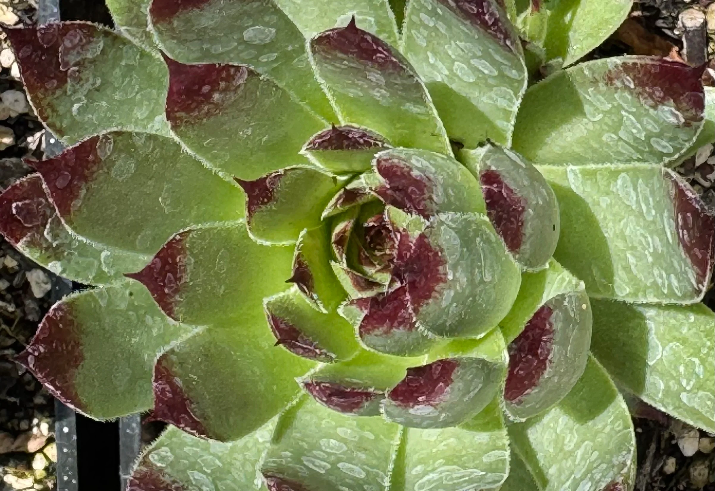 *RETAIL - Sempervivum 'Goedele'